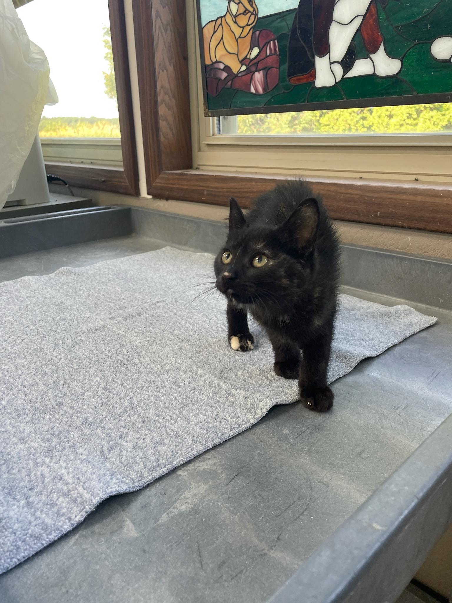 Pepsi, a ADOPTABLE Domestic Short Hair in Neillsville, WI image 5/6