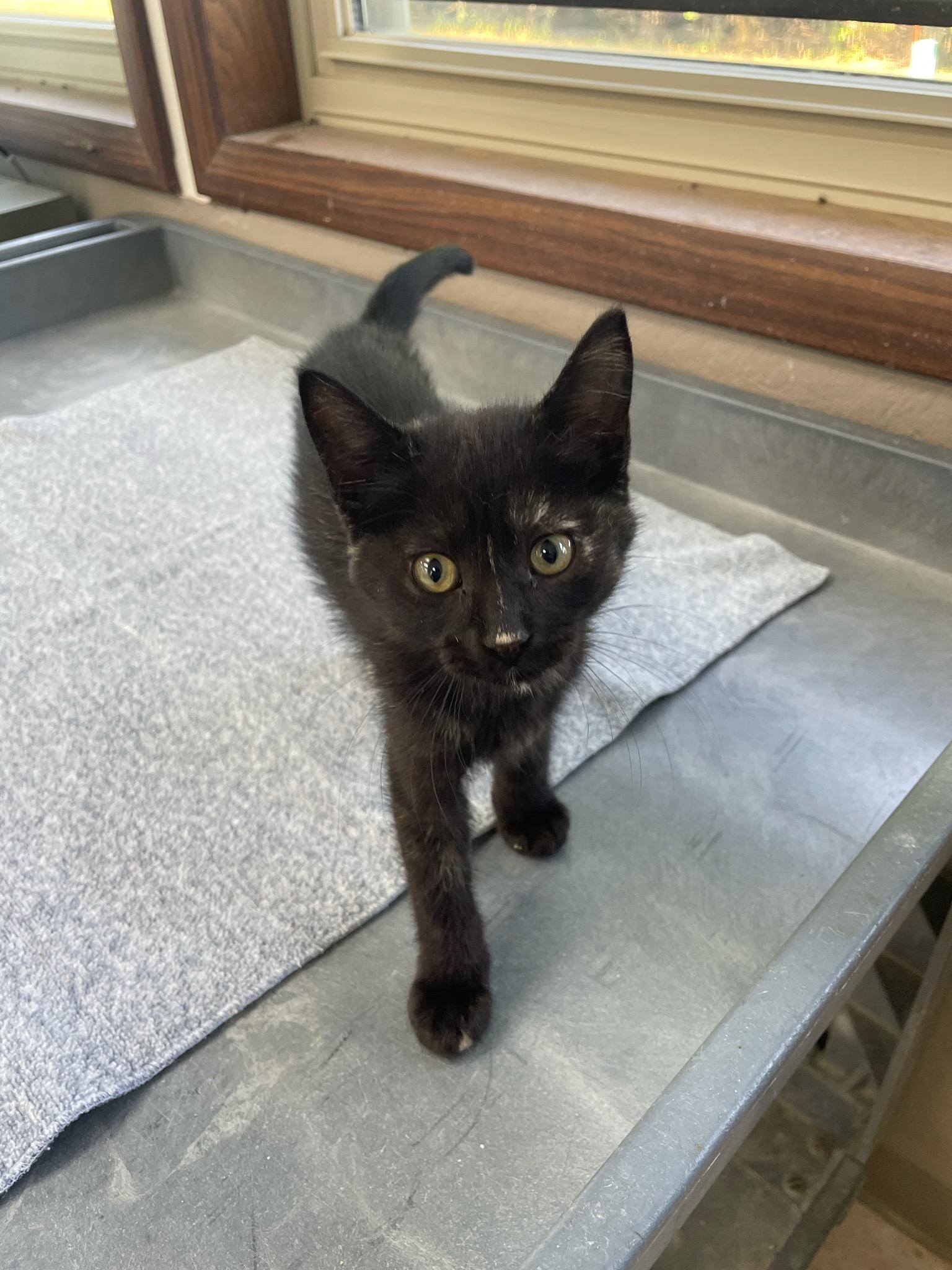 Pepsi, a ADOPTABLE Domestic Short Hair in Neillsville, WI image 6/6