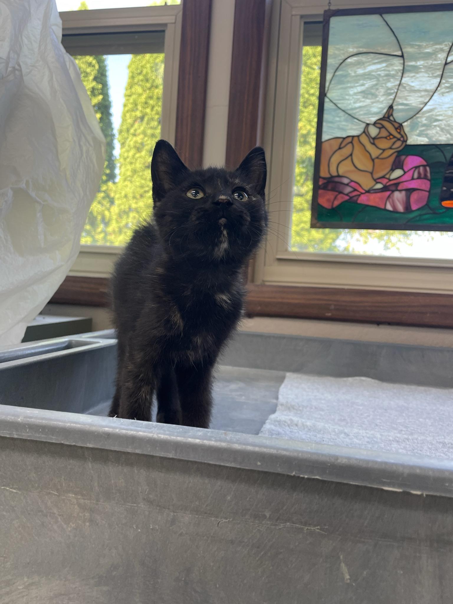 Pepsi, a ADOPTABLE Domestic Short Hair in Neillsville, WI image 2/6