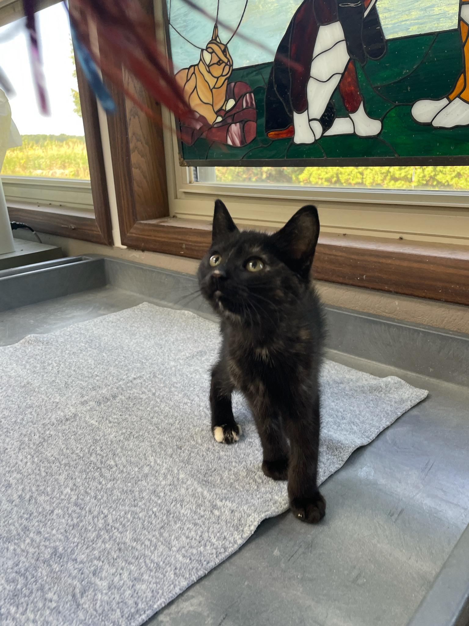 Pepsi, a ADOPTABLE Domestic Short Hair in Neillsville, WI image 4/6