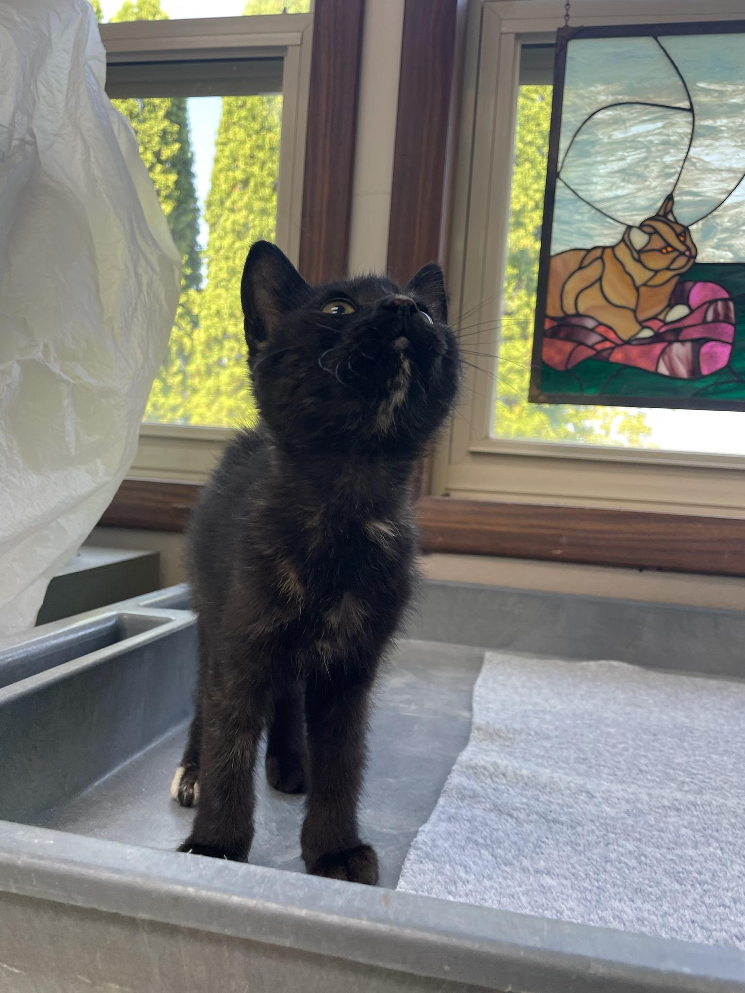 Pepsi, ADOPTABLE, Kitten Female Domestic Short Hair.