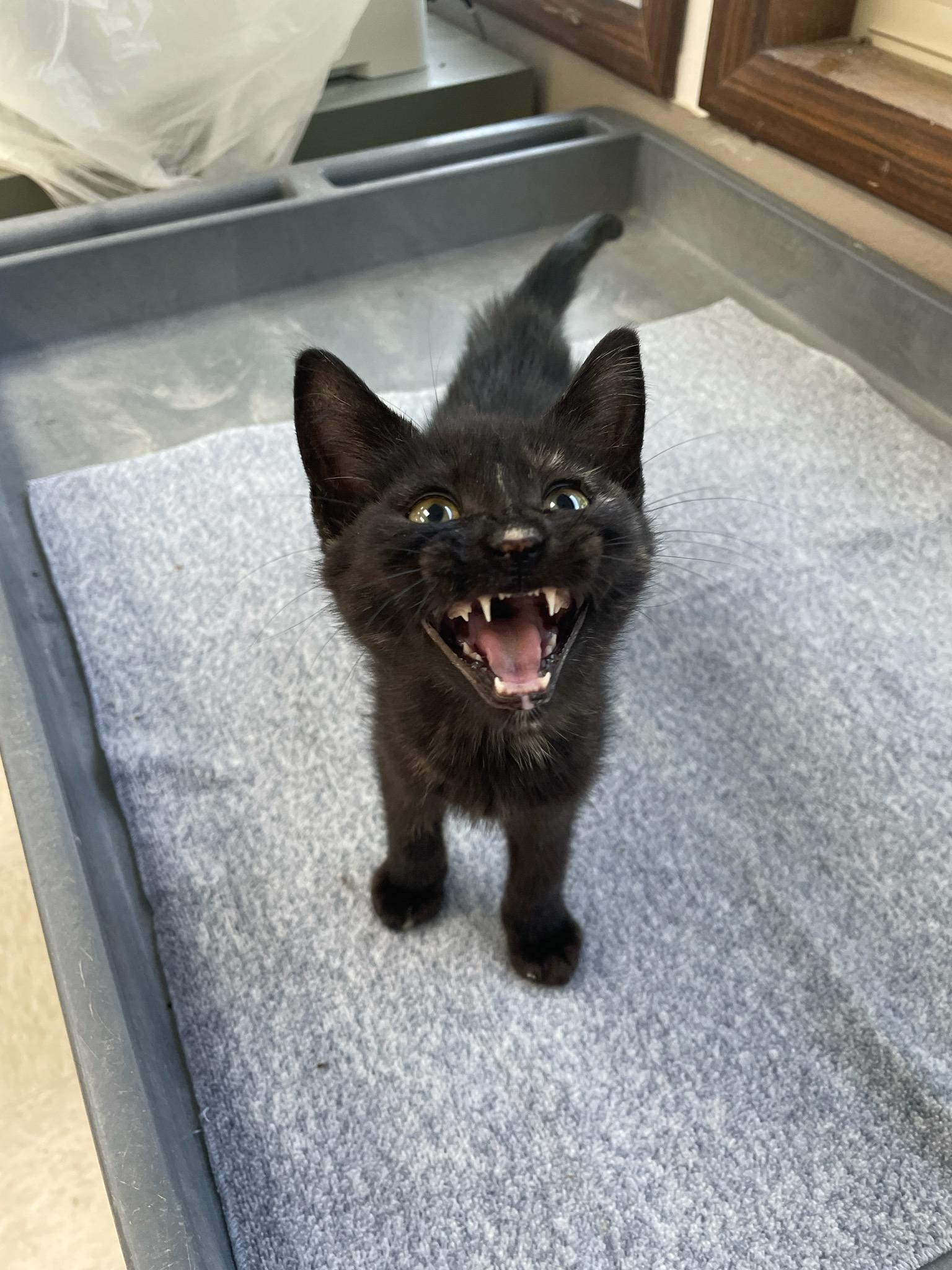 Pepsi, a ADOPTABLE Domestic Short Hair in Neillsville, WI image 3/6