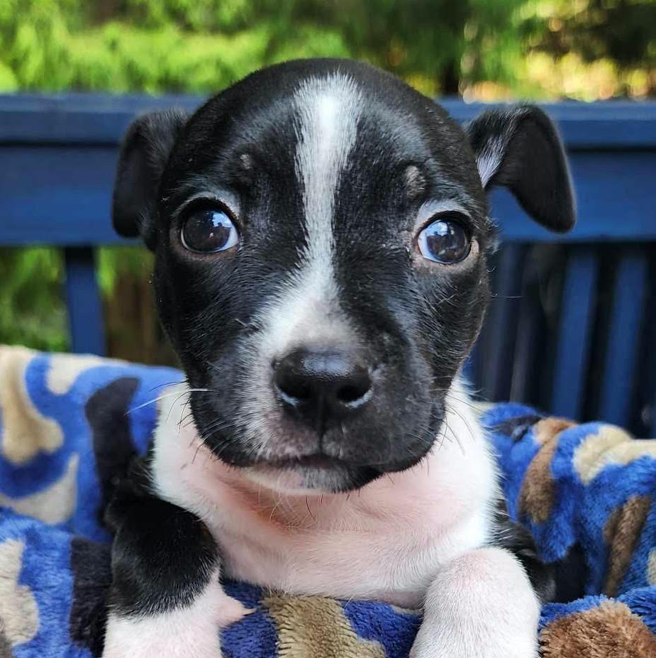 Pisces, an adopted Boston Terrier in Cumming, GA_image-1