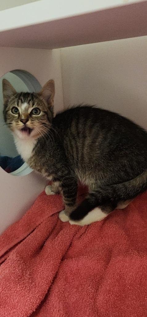 Potato, Adoptable, Kitten Male Domestic Short Hair.