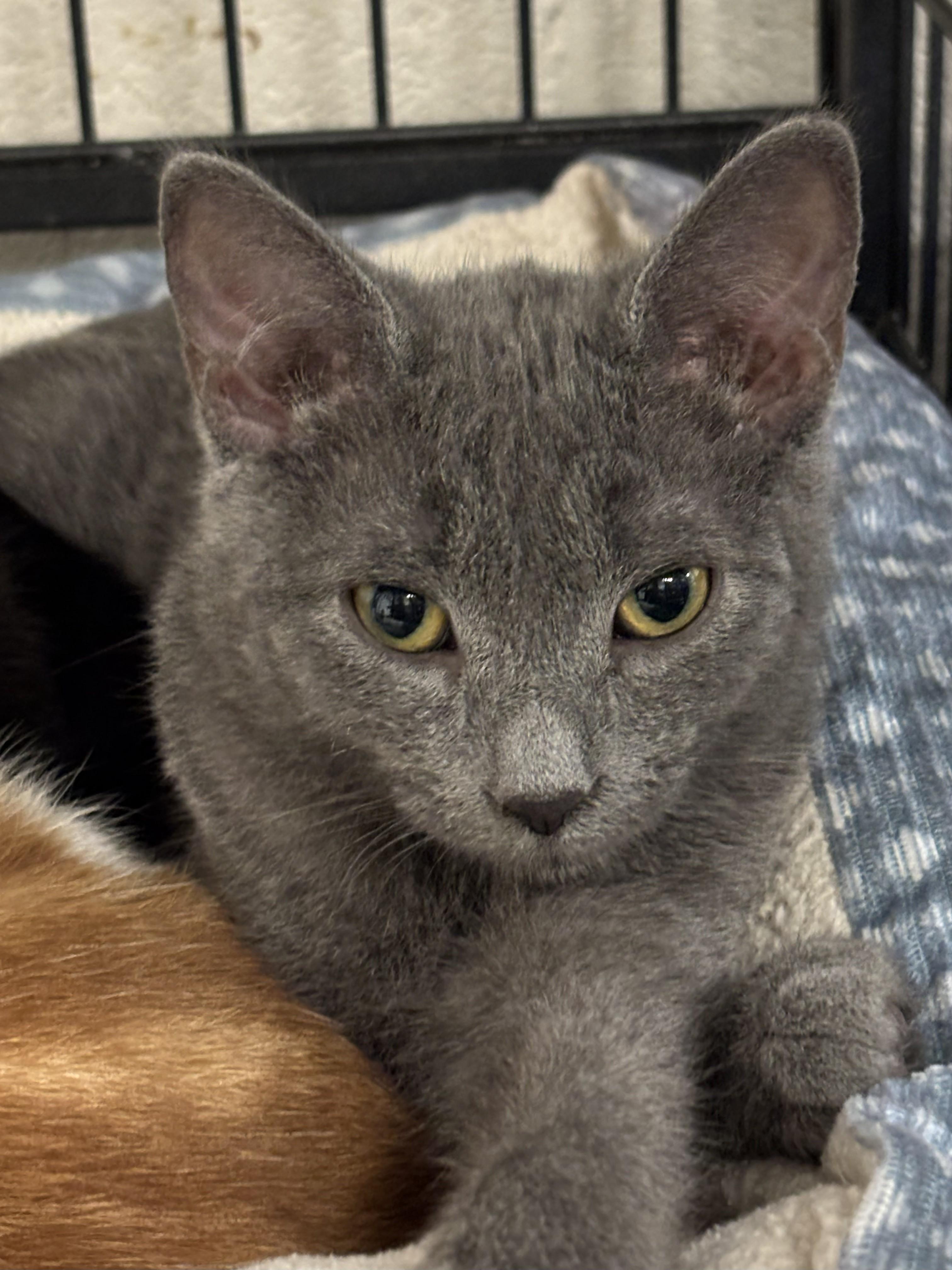 Enlarge Fred, a Adoptable mixed breed in Bedford, VA image 1/3