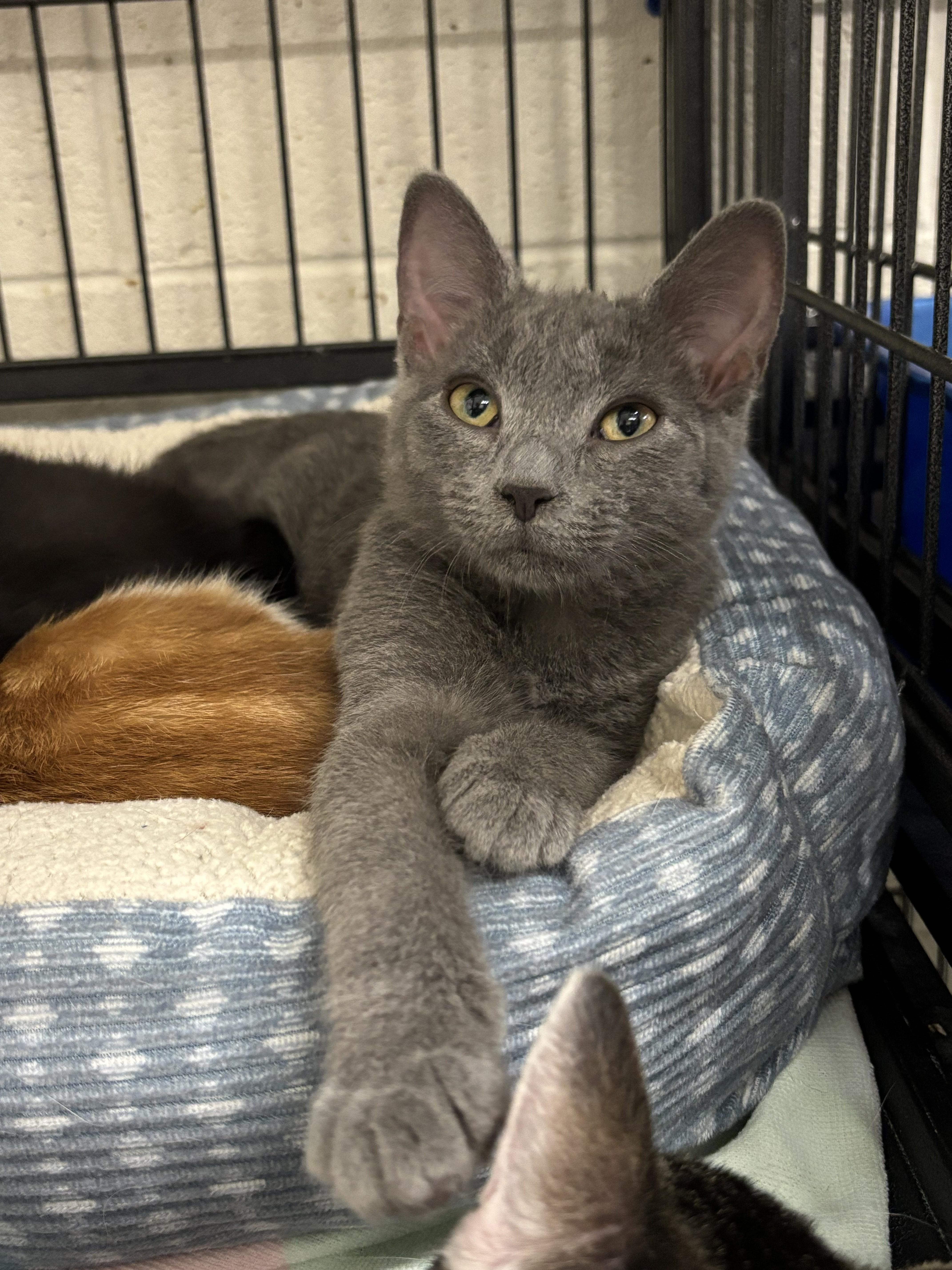 Enlarge Fred, a Adoptable mixed breed in Bedford, VA image 3/3