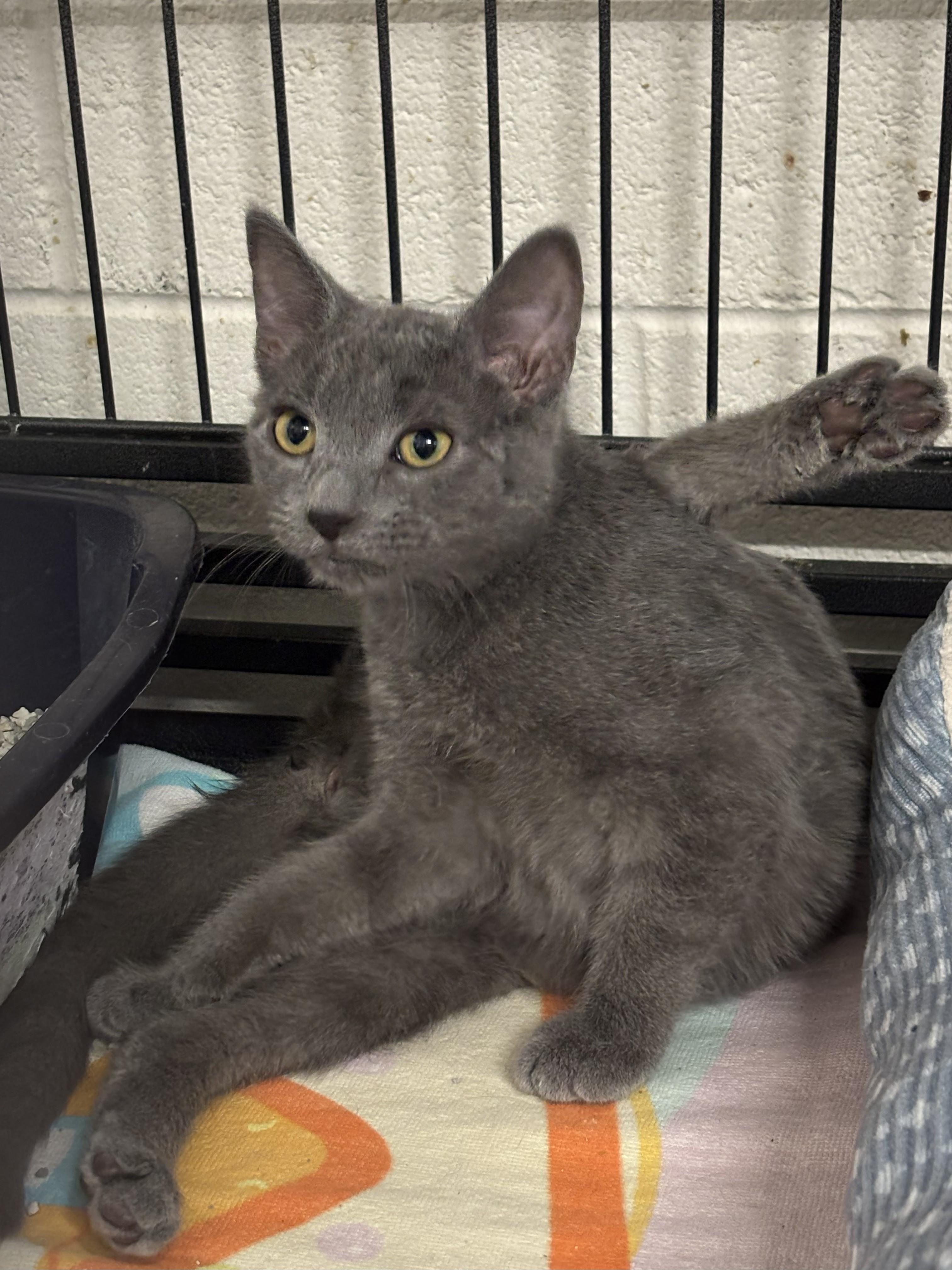 Enlarge Fred, a Adoptable mixed breed in Bedford, VA image 2/3