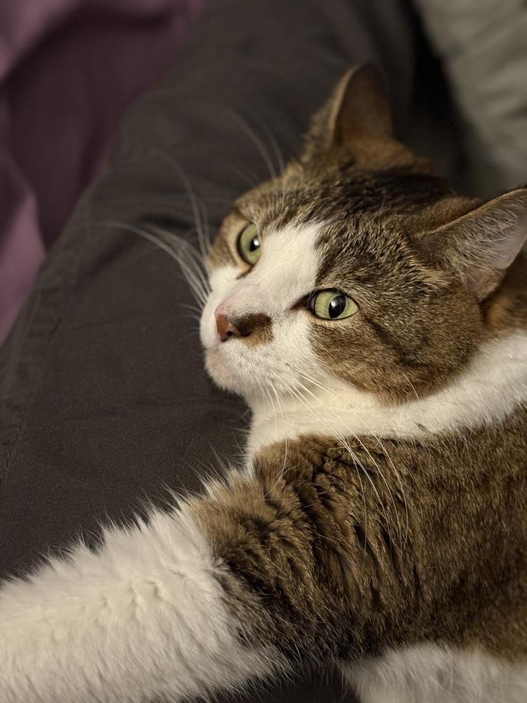 Jamie, Adoptable, Adult Male Domestic Short Hair.
