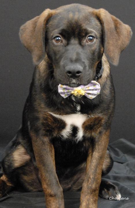 Freedom, Adoptable, Young Female Plott Hound.
