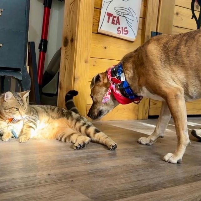 Rita Fajita Homebody Cutie — thumbnail 2