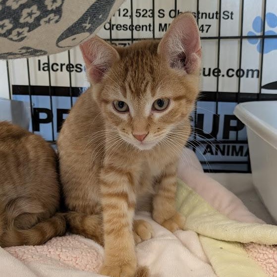 Enlarge CAPPALLETTI, a ADOPTABLE Domestic Short Hair in La Crescent, MN image 2/3