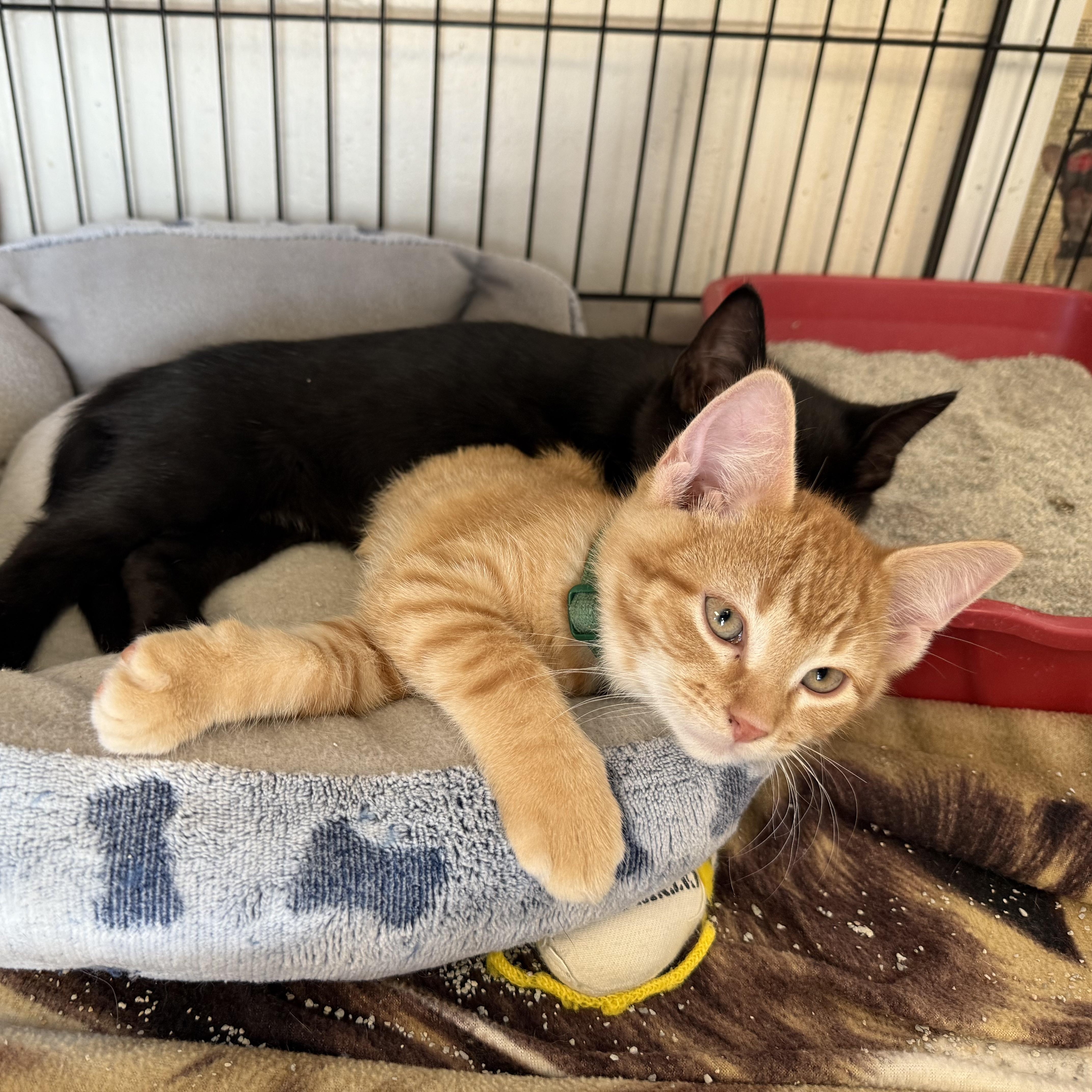 Enlarge CAPPALLETTI, a ADOPTABLE Domestic Short Hair in La Crescent, MN image 3/3