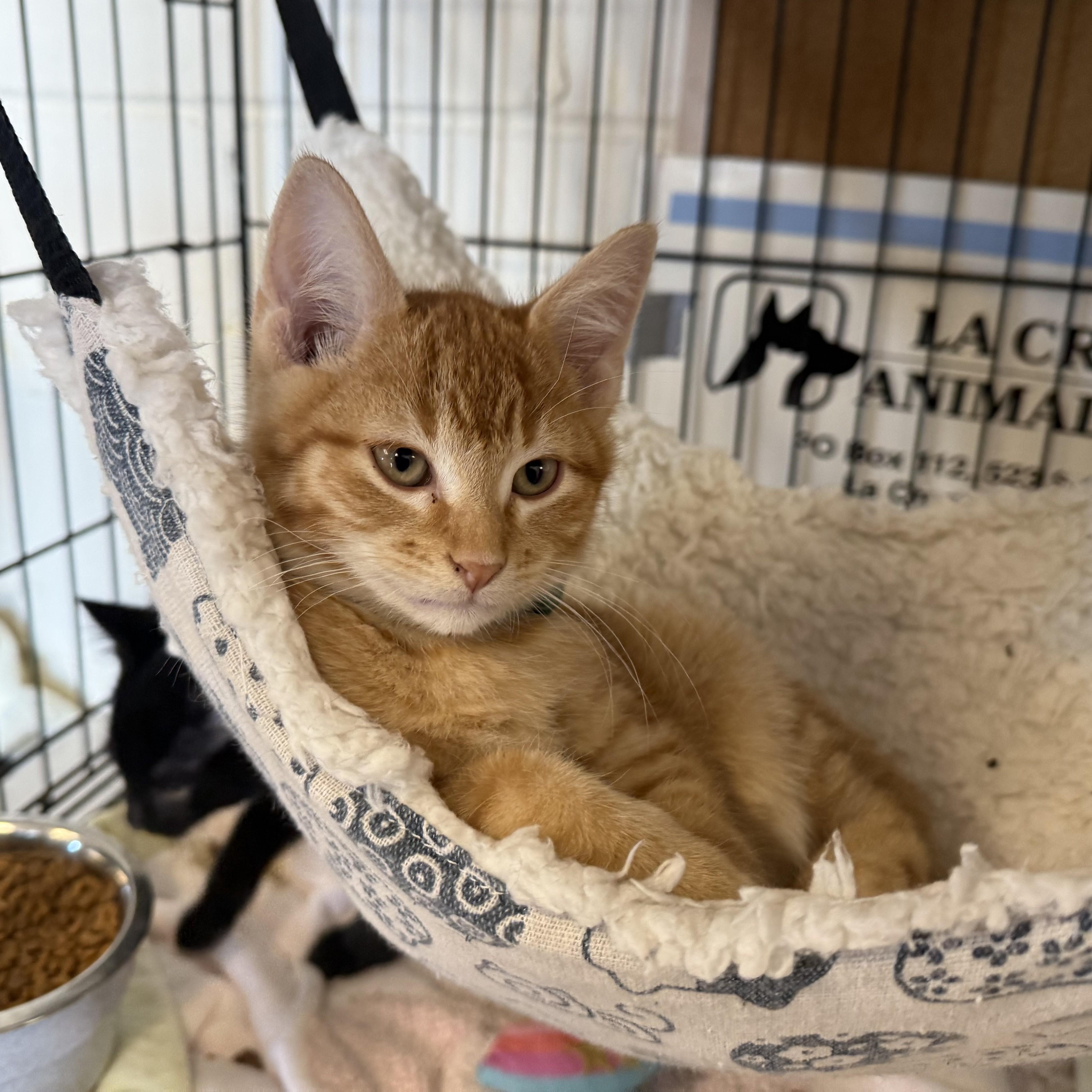 Enlarge CAPPALLETTI, a ADOPTABLE Domestic Short Hair in La Crescent, MN image 1/3
