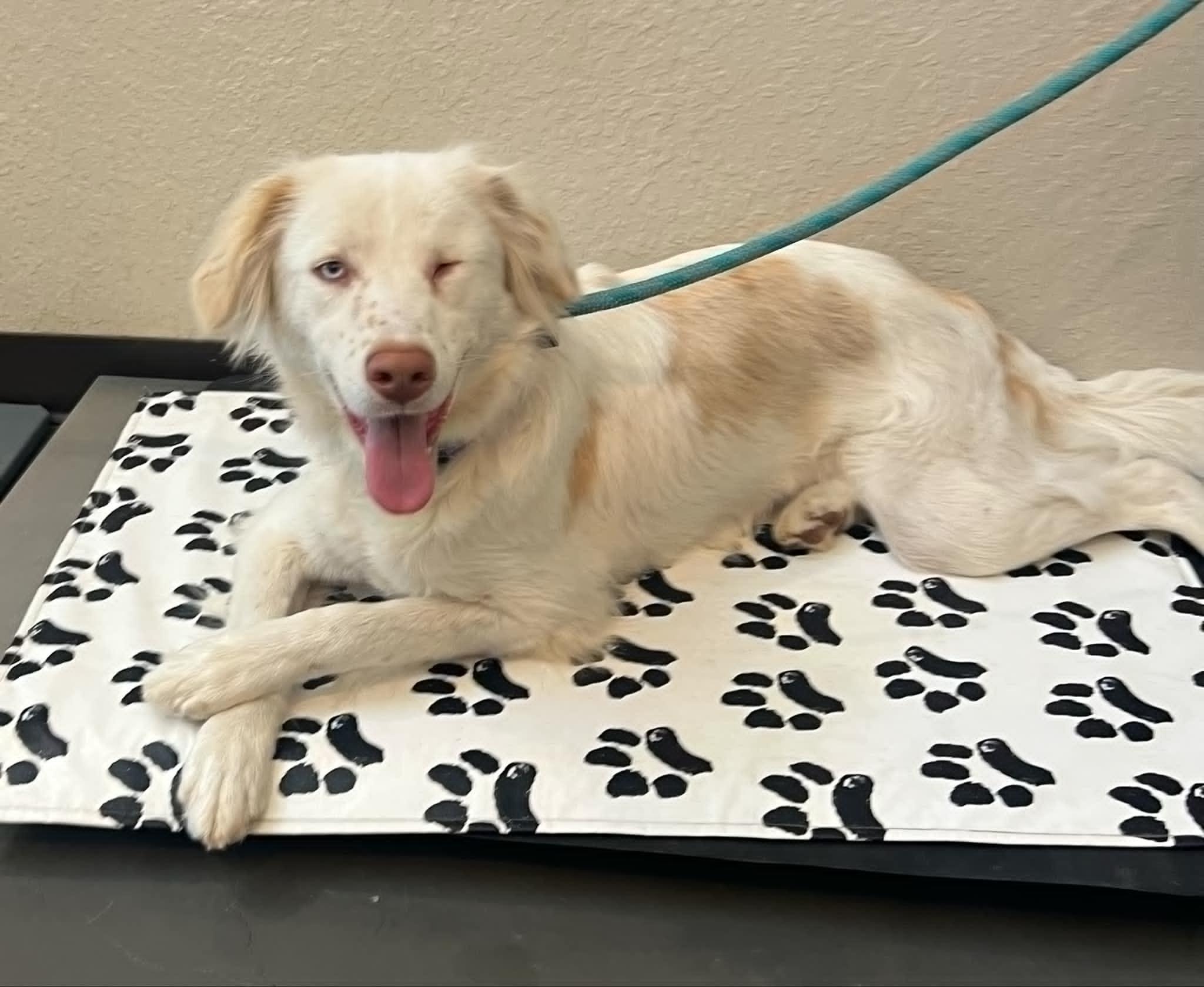 Blossom, adoptable, Young Female Australian Shepherd & Catahoula Leopard Dog.