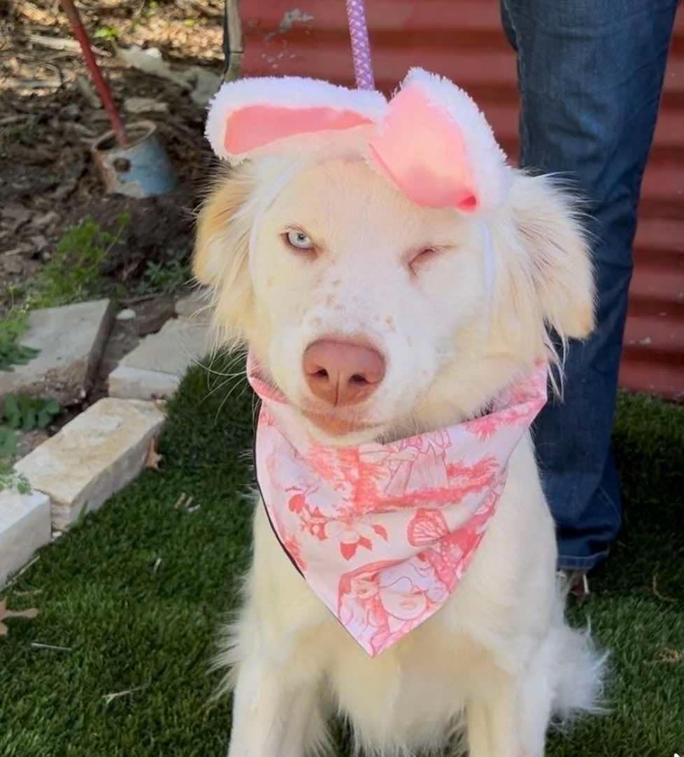 Enlarge Blossom, an adoptable mixed breed in Weatherford, TX image 2/6