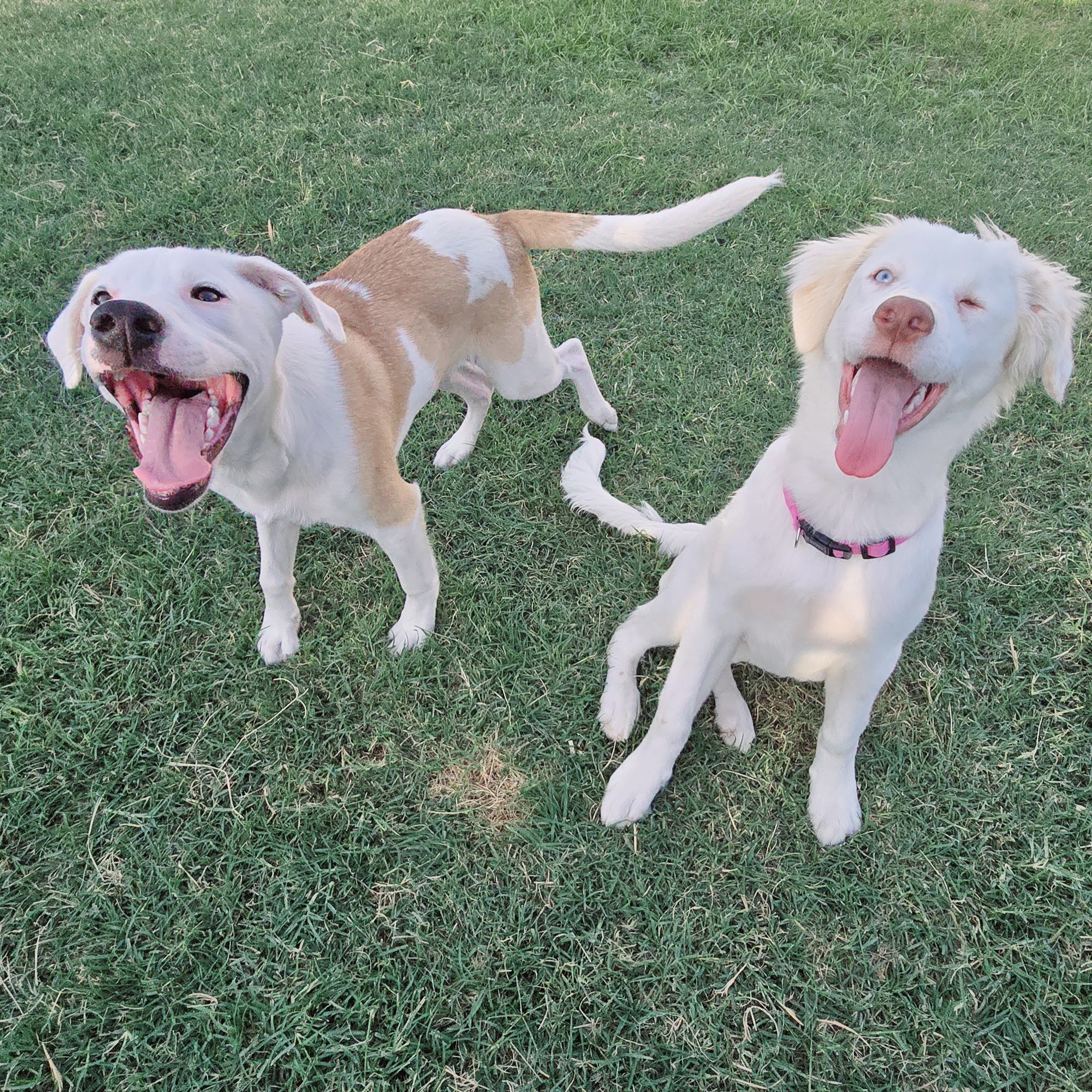 Enlarge Blossom, an adoptable mixed breed in Weatherford, TX image 5/6
