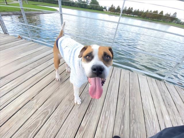 Enlarge BUBBA, a Adoptable mixed breed in Houston, TX image 1/1