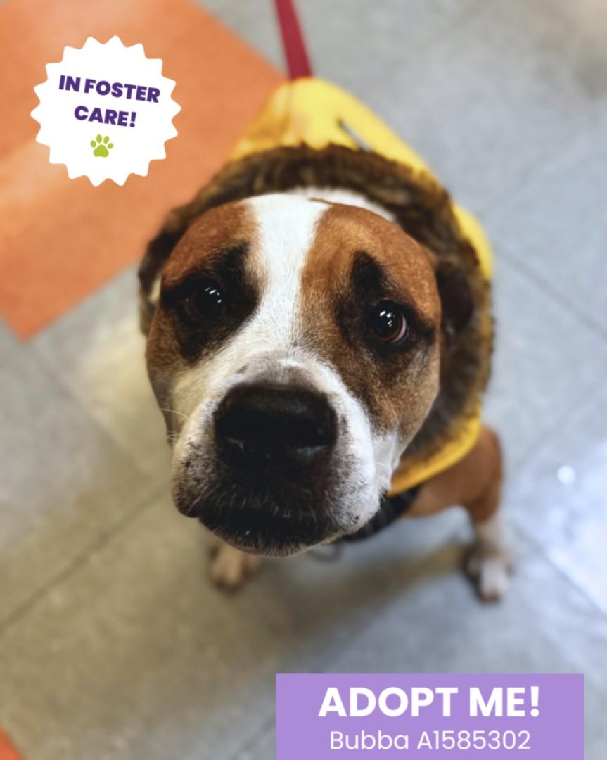 Enlarge BUBBA, a Adoptable mixed breed in Houston, TX image 1/1