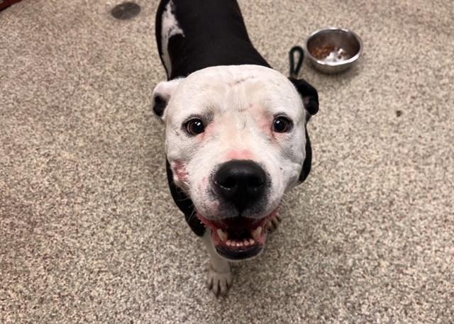 CARLOS, Adoptable, Adult Male Pit Bull Terrier & Mixed Breed.
