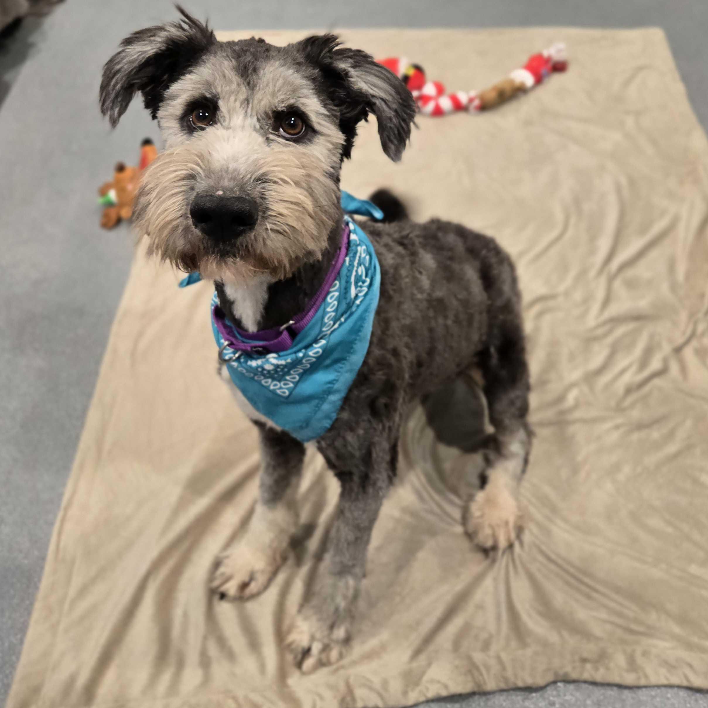 Willow, an adoptable Sheepadoodle in Canal Winchester, OH image 1/4