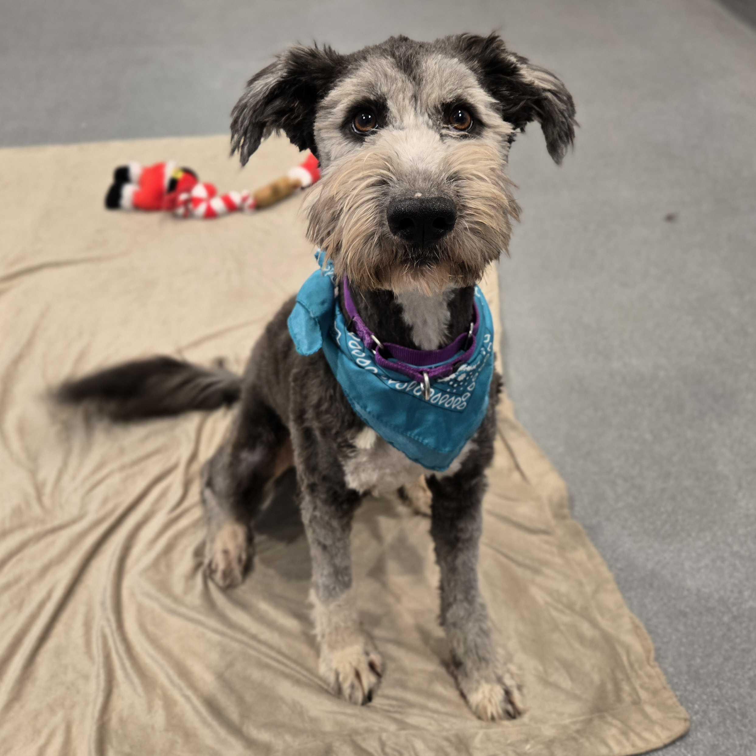 Willow, an adoptable Sheepadoodle in Canal Winchester, OH image 2/4