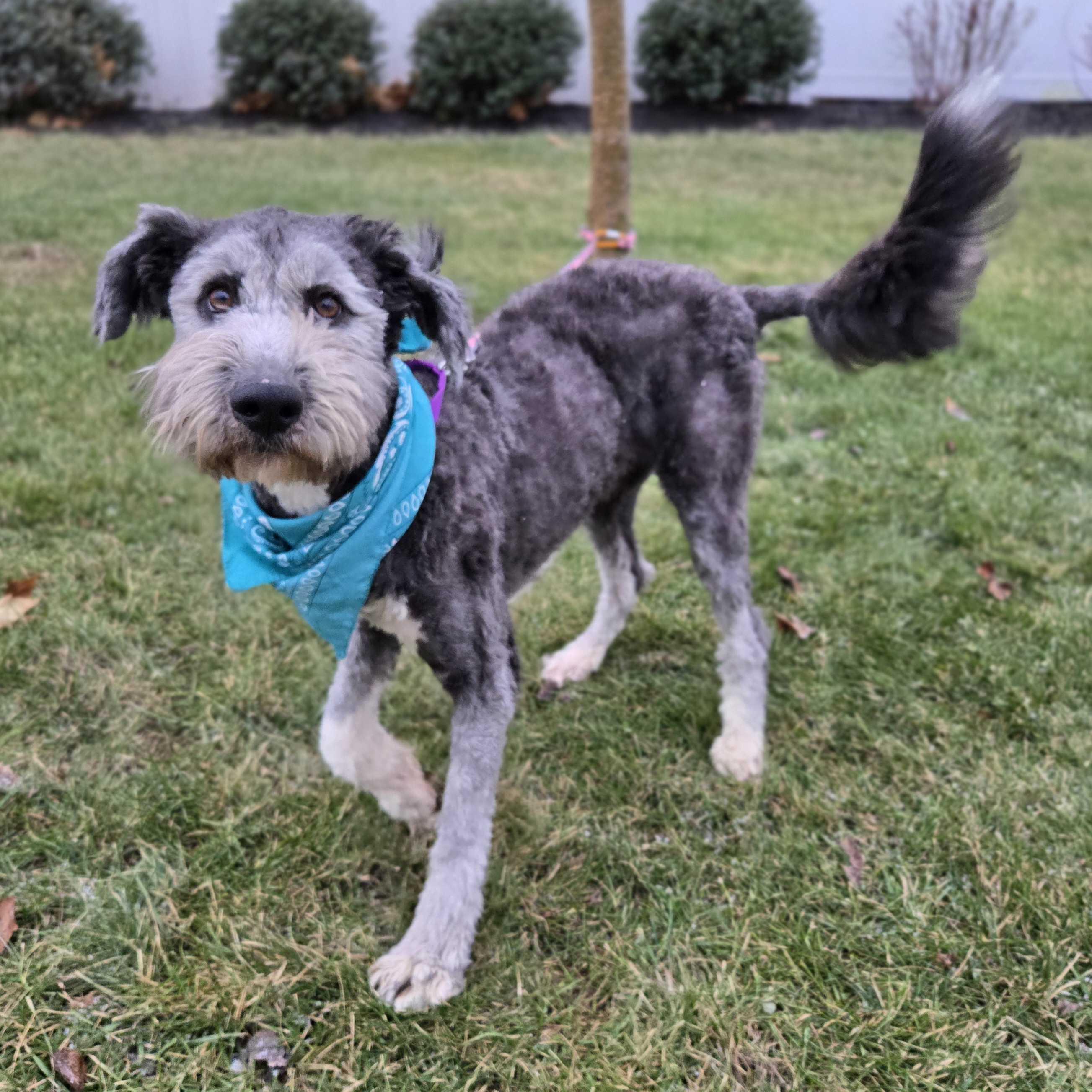 Willow, an adoptable Sheepadoodle in Canal Winchester, OH image 3/4
