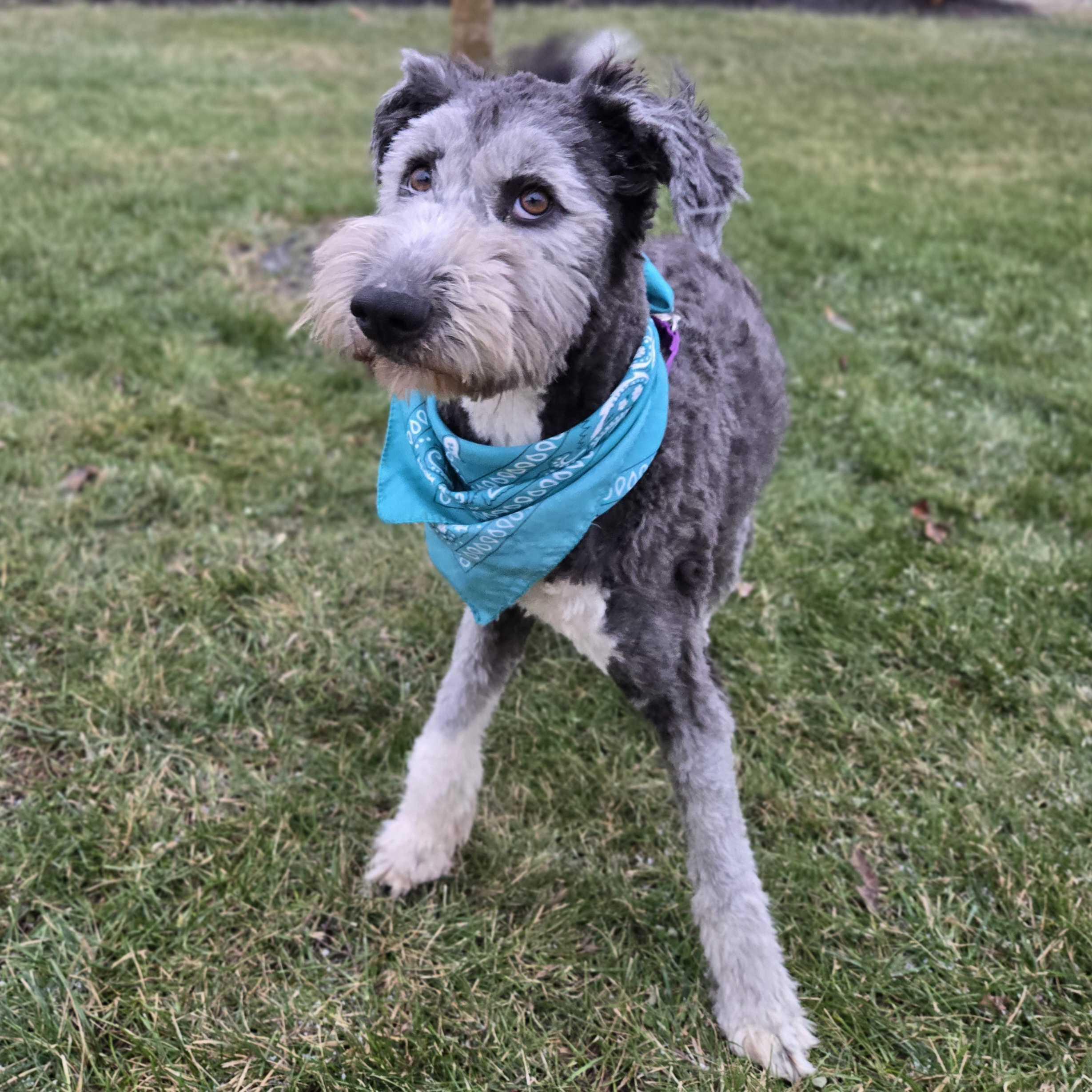 Willow, an adoptable Sheepadoodle in Canal Winchester, OH image 4/4