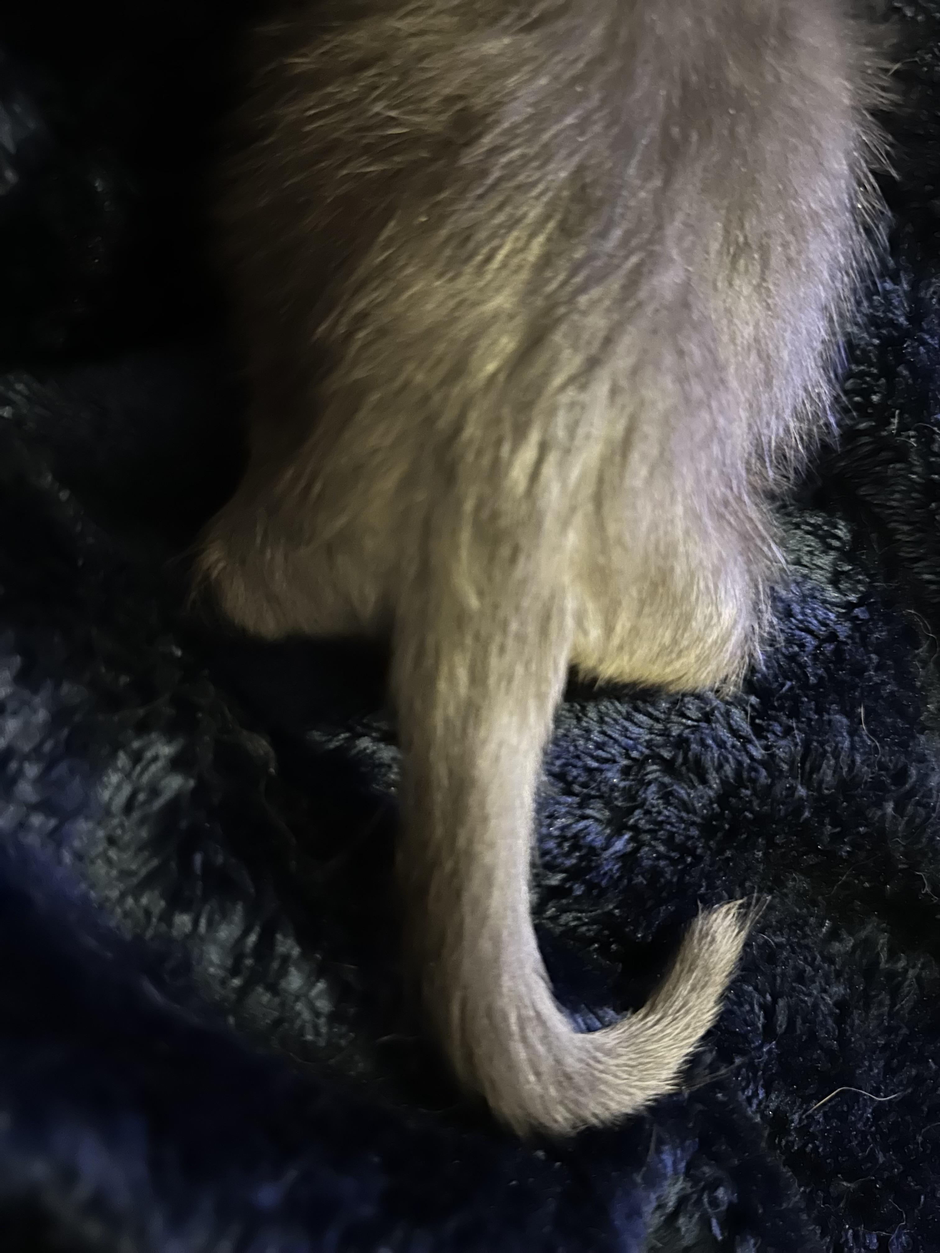 Juniper, an adoptable Russian Blue, Chartreux in Mount Vernon, IL, 62864 | Photo Image 4