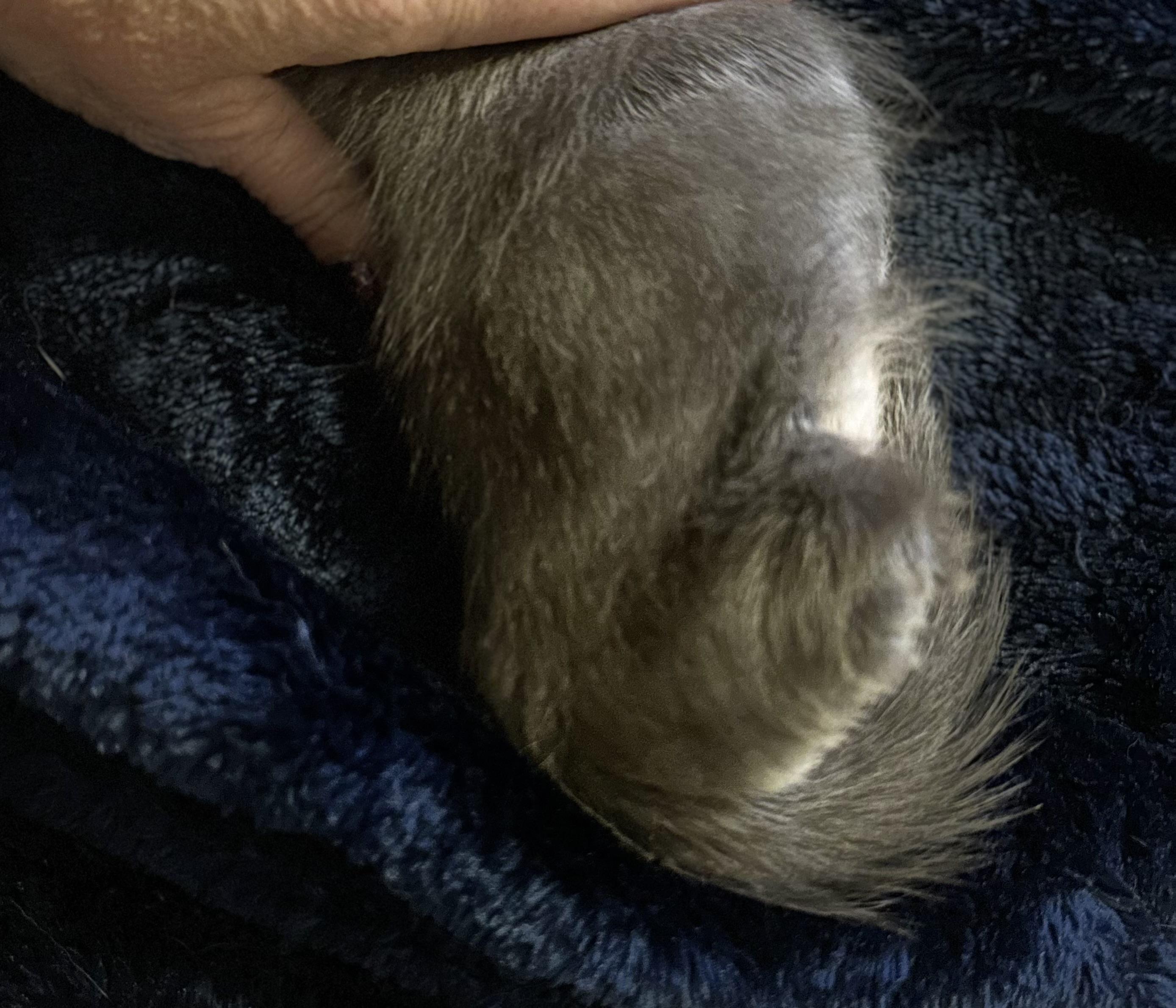 Juniper, an adoptable Russian Blue, Chartreux in Mount Vernon, IL, 62864 | Photo Image 5