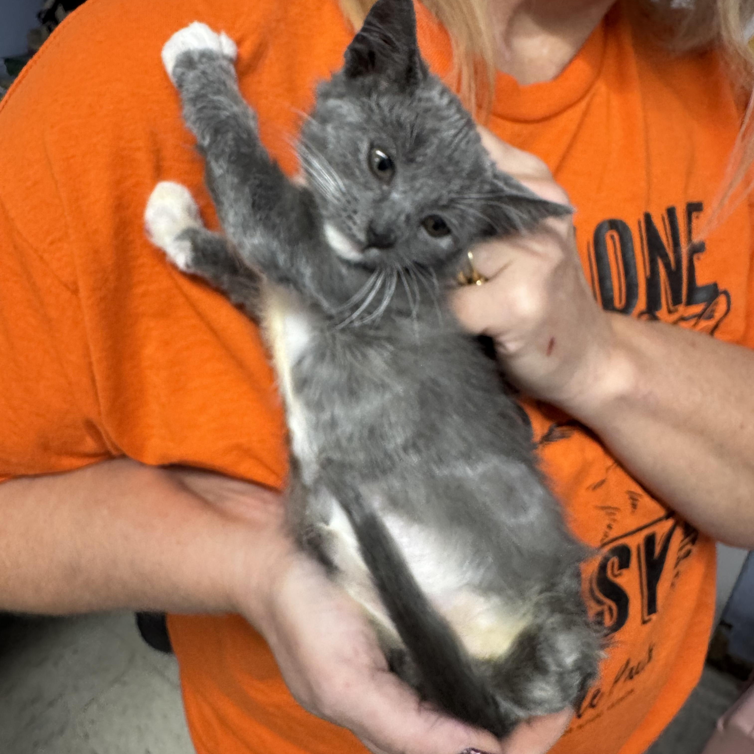 Juniper, an adoptable Russian Blue, Chartreux in Mount Vernon, IL, 62864 | Photo Image 3