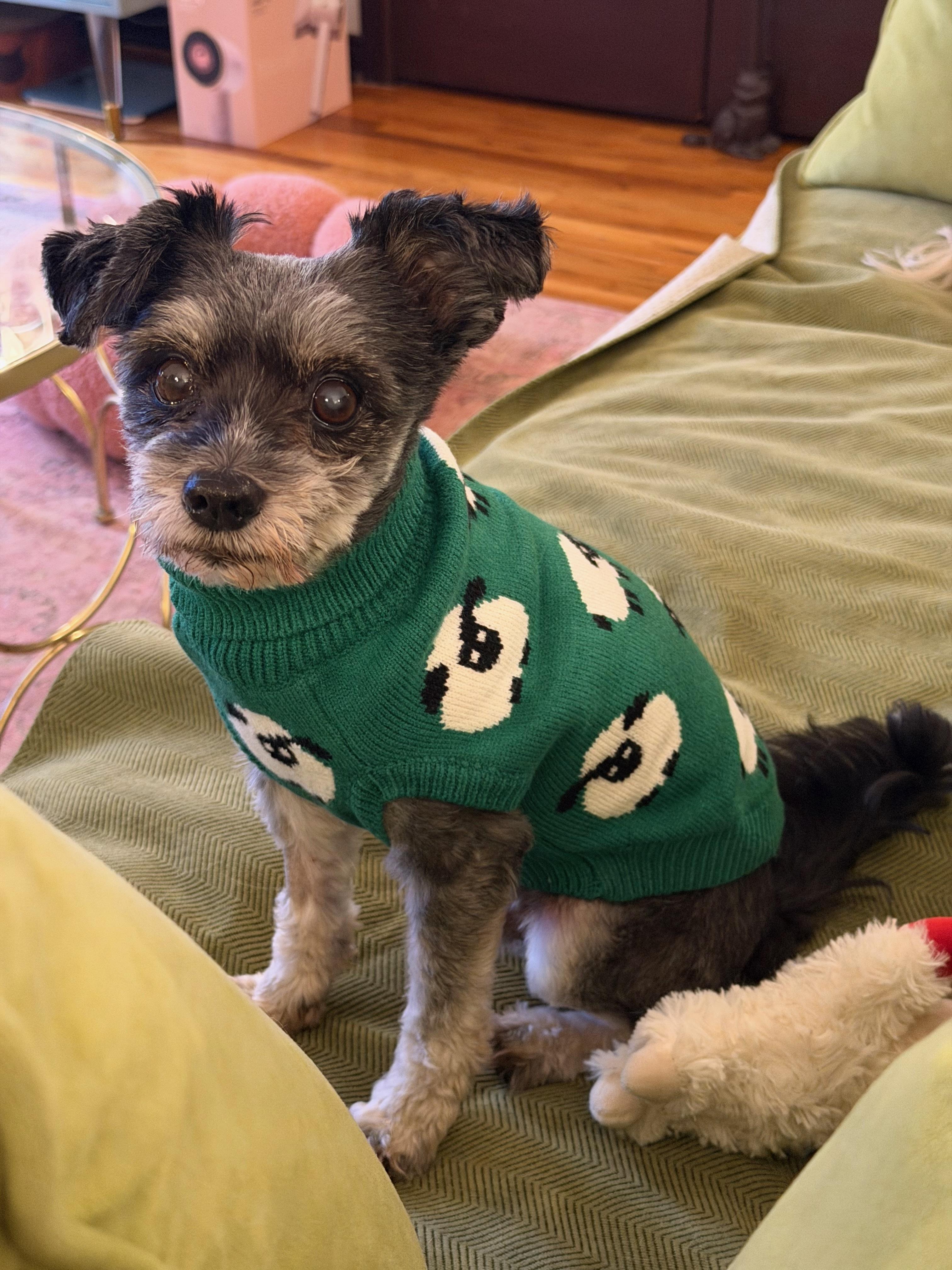 Jimmy, a ADOPTABLE mixed breed in West Hollywood, CA image 3/4