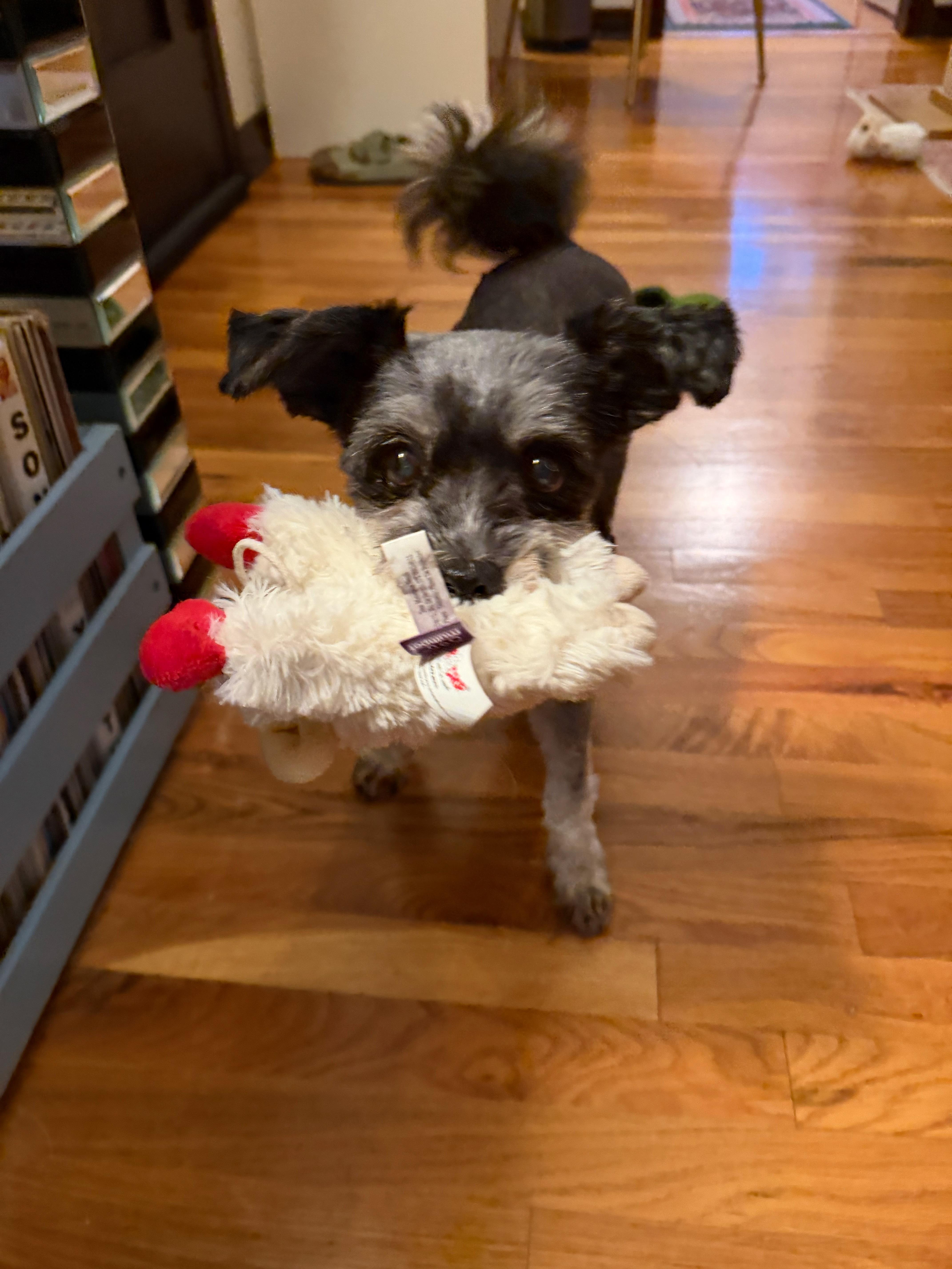 Jimmy, a ADOPTABLE mixed breed in West Hollywood, CA image 2/4