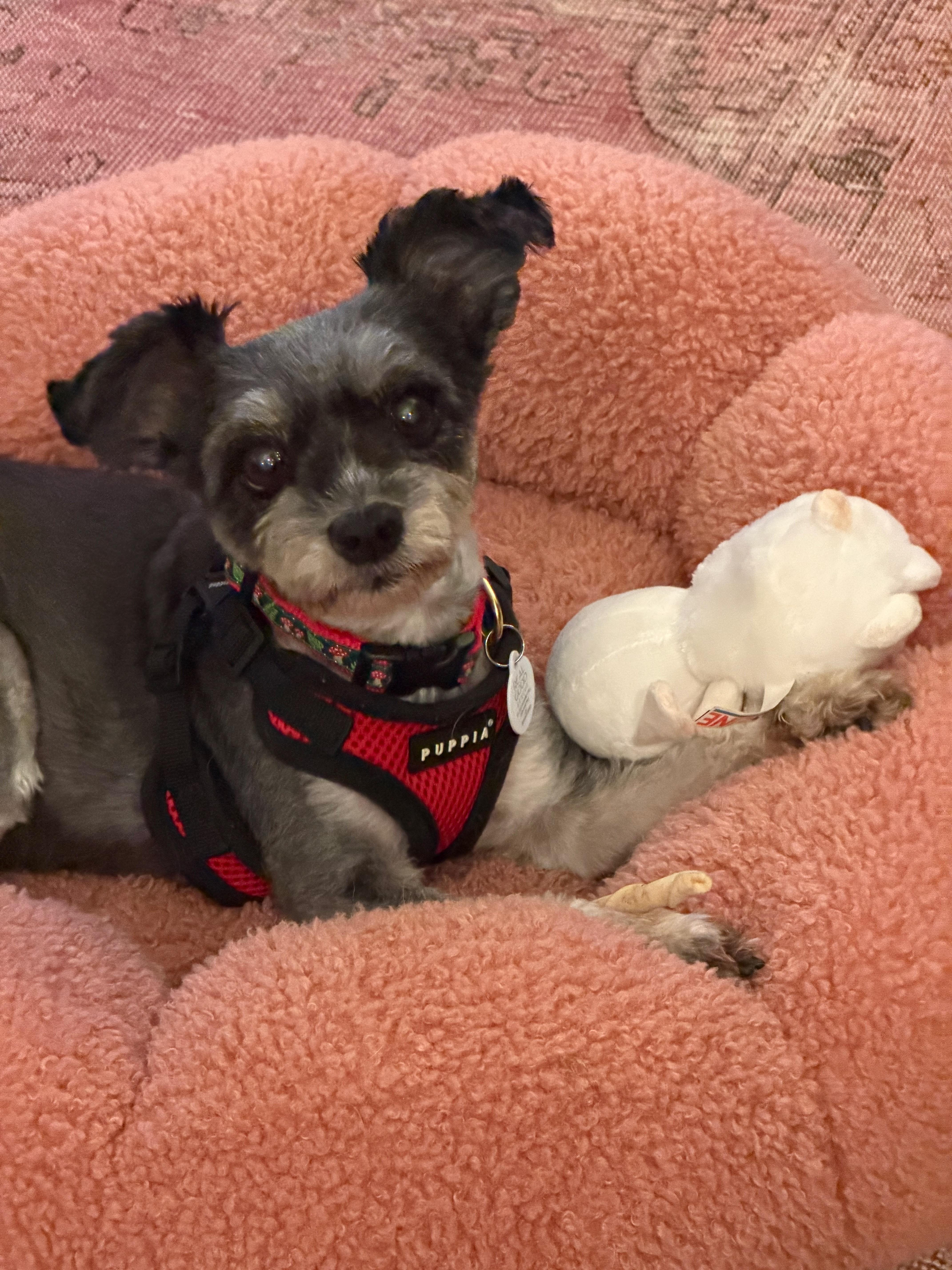 Jimmy, a ADOPTABLE mixed breed in West Hollywood, CA image 4/4