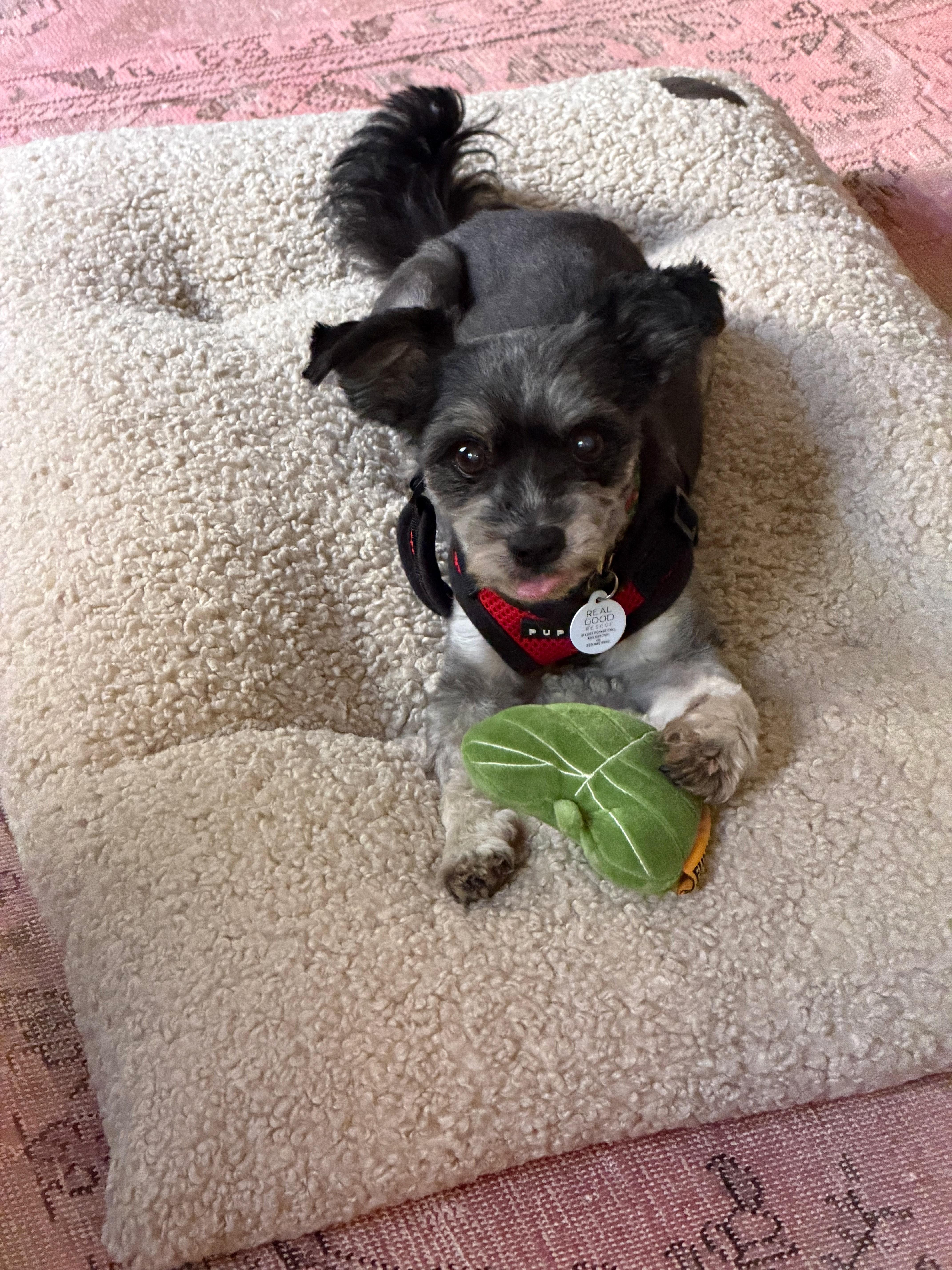 Jimmy, ADOPTABLE, Senior Male Havanese & Maltese.