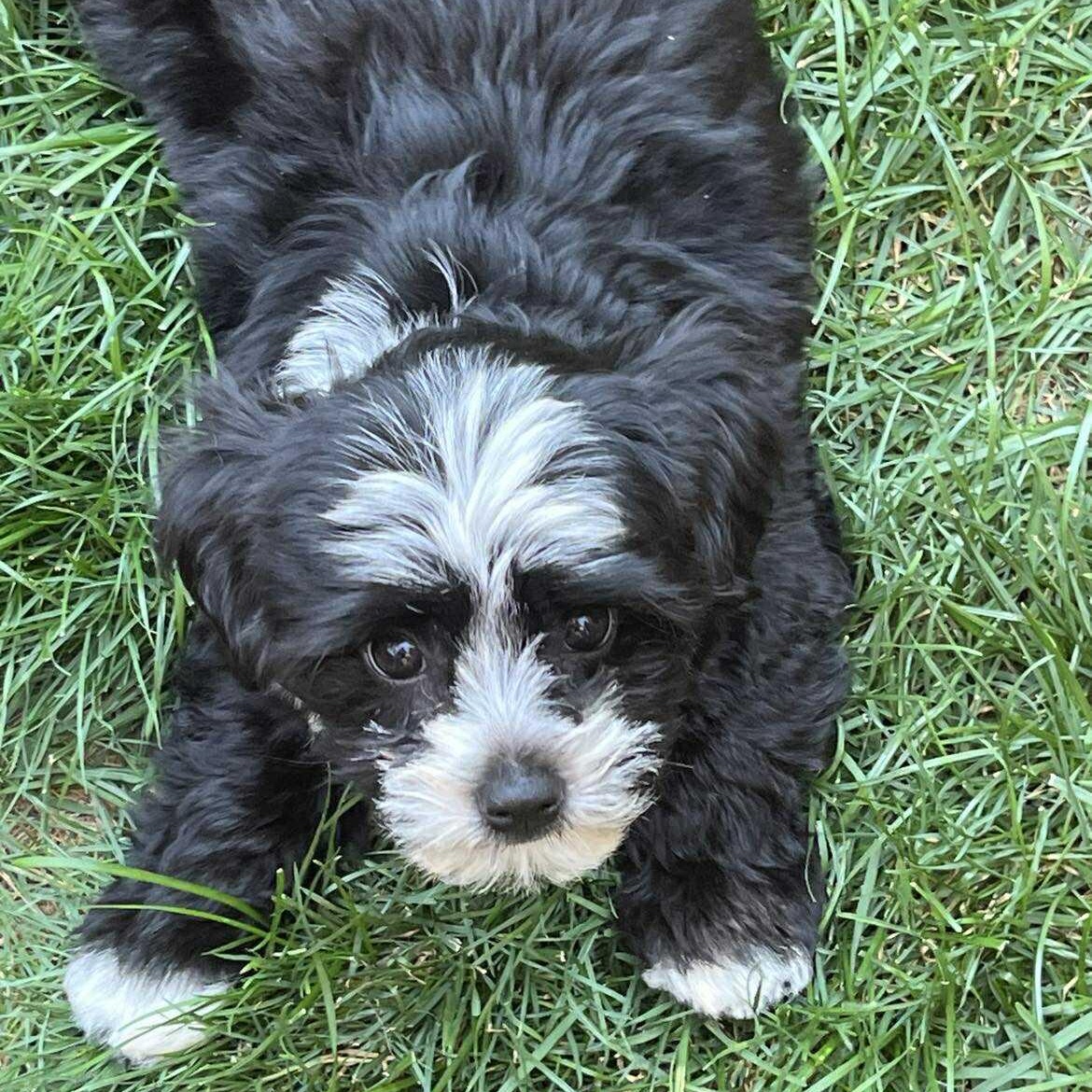 Enlarge Liam: Male Shih Tzu/Chihuahua mix puppy DOB June 2, 2025, a Adopted mixed breed in ST JACOBS, ON image 4/6