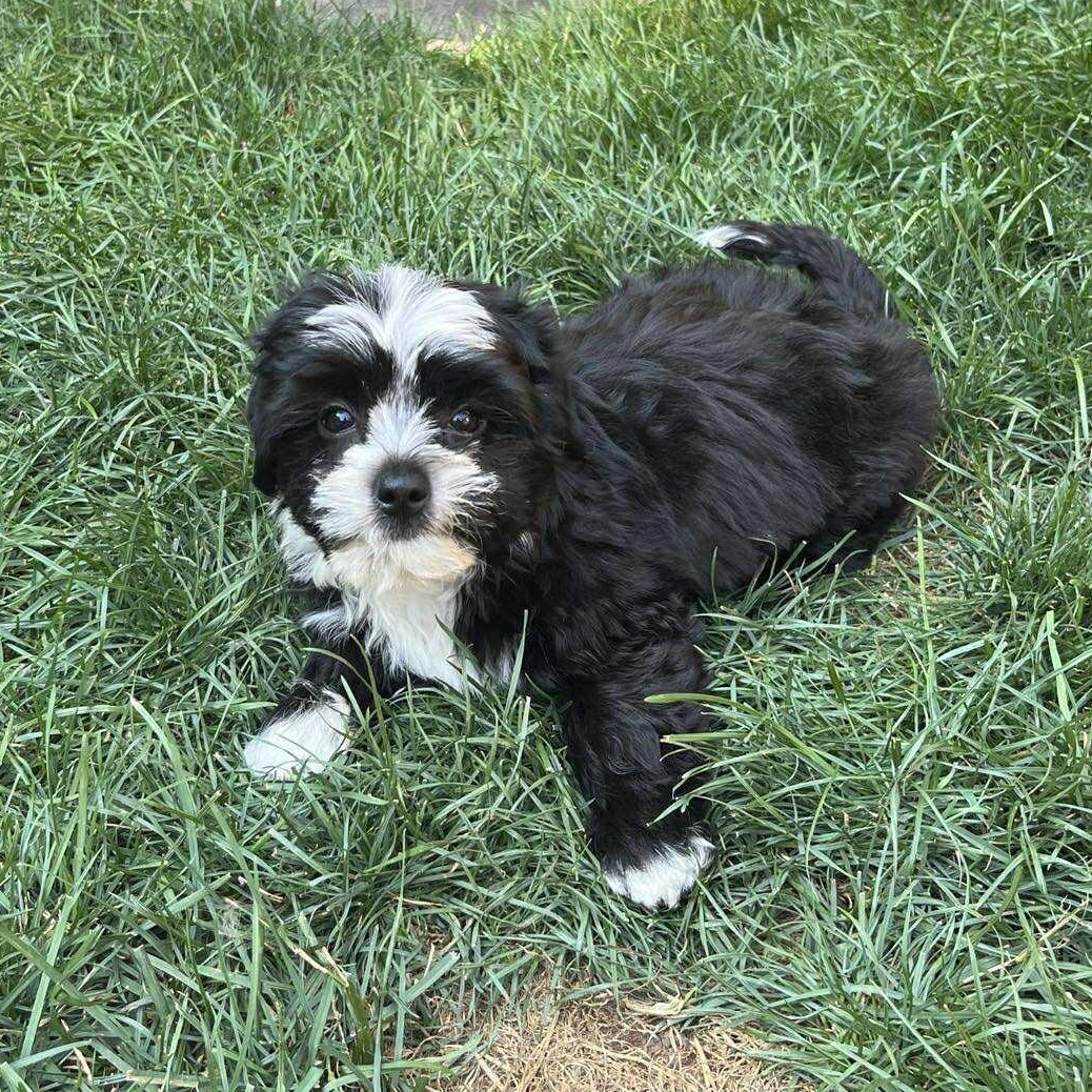 Enlarge Liam: Male Shih Tzu/Chihuahua mix puppy DOB June 2, 2025, a Adopted mixed breed in ST JACOBS, ON image 5/6