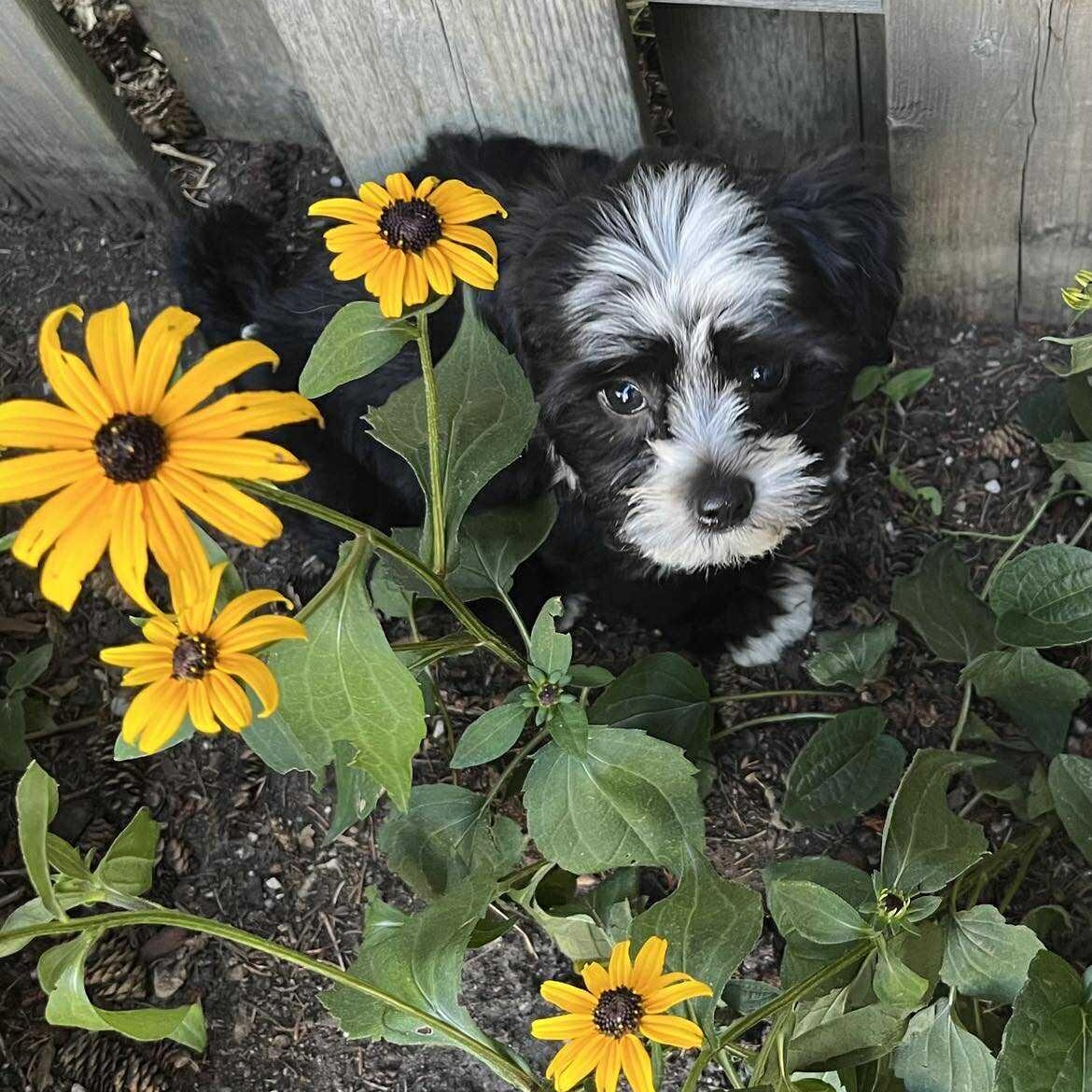 Liam: Male Shih Tzu/Chihuahua mix puppy DOB June 2, 2025, Adopted, Puppy Male Shih Tzu & Chihuahua.