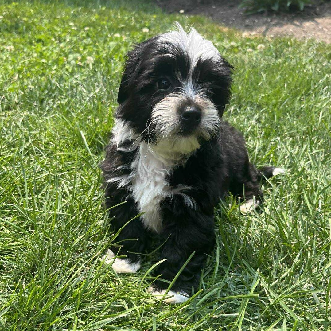 Enlarge Liam: Male Shih Tzu/Chihuahua mix puppy DOB June 2, 2025, a Adopted mixed breed in ST JACOBS, ON image 6/6