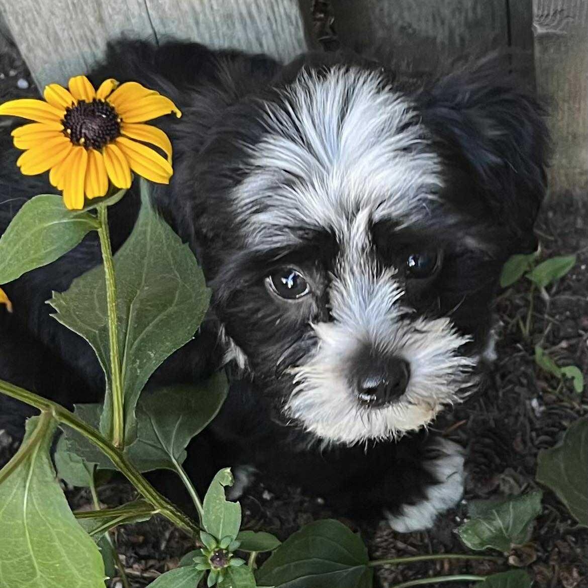 Enlarge Liam: Male Shih Tzu/Chihuahua mix puppy DOB June 2, 2025, a Adopted mixed breed in ST JACOBS, ON image 2/6