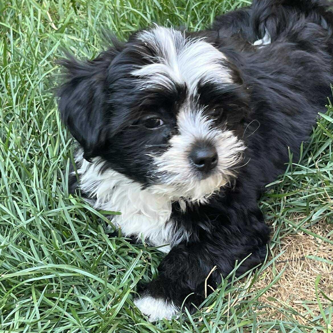 Enlarge Liam: Male Shih Tzu/Chihuahua mix puppy DOB June 2, 2025, a Adopted mixed breed in ST JACOBS, ON image 3/6