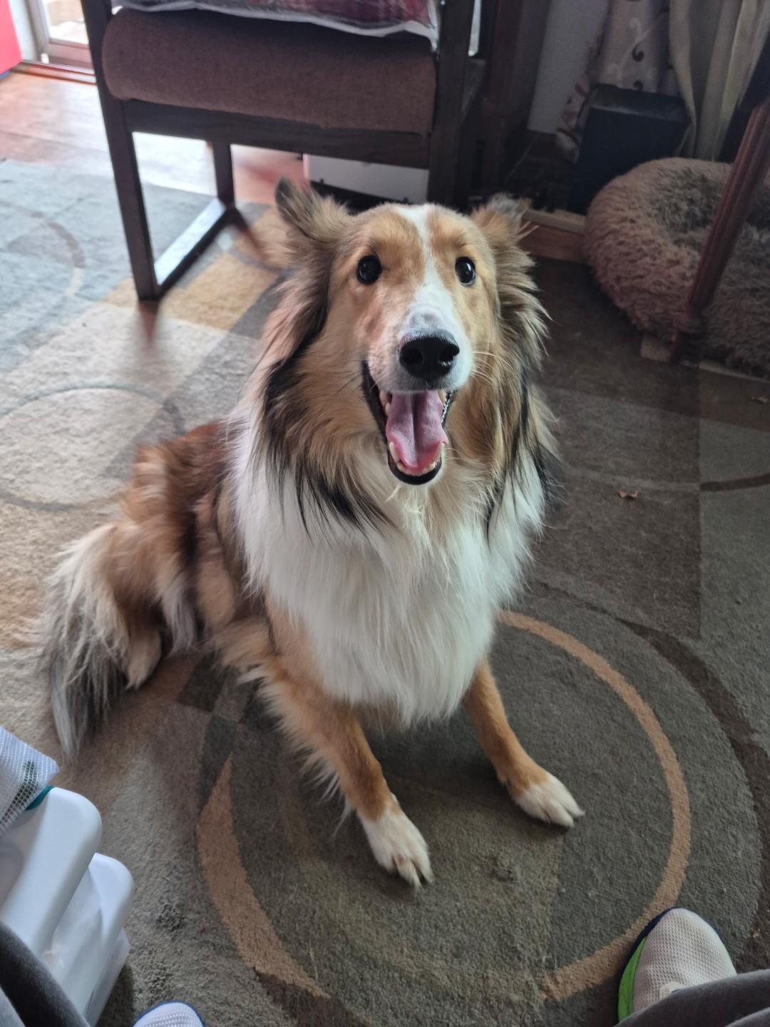 Enlarge Cody, a Adopted Shetland Sheepdog / Sheltie in Mission, KS image 1/1
