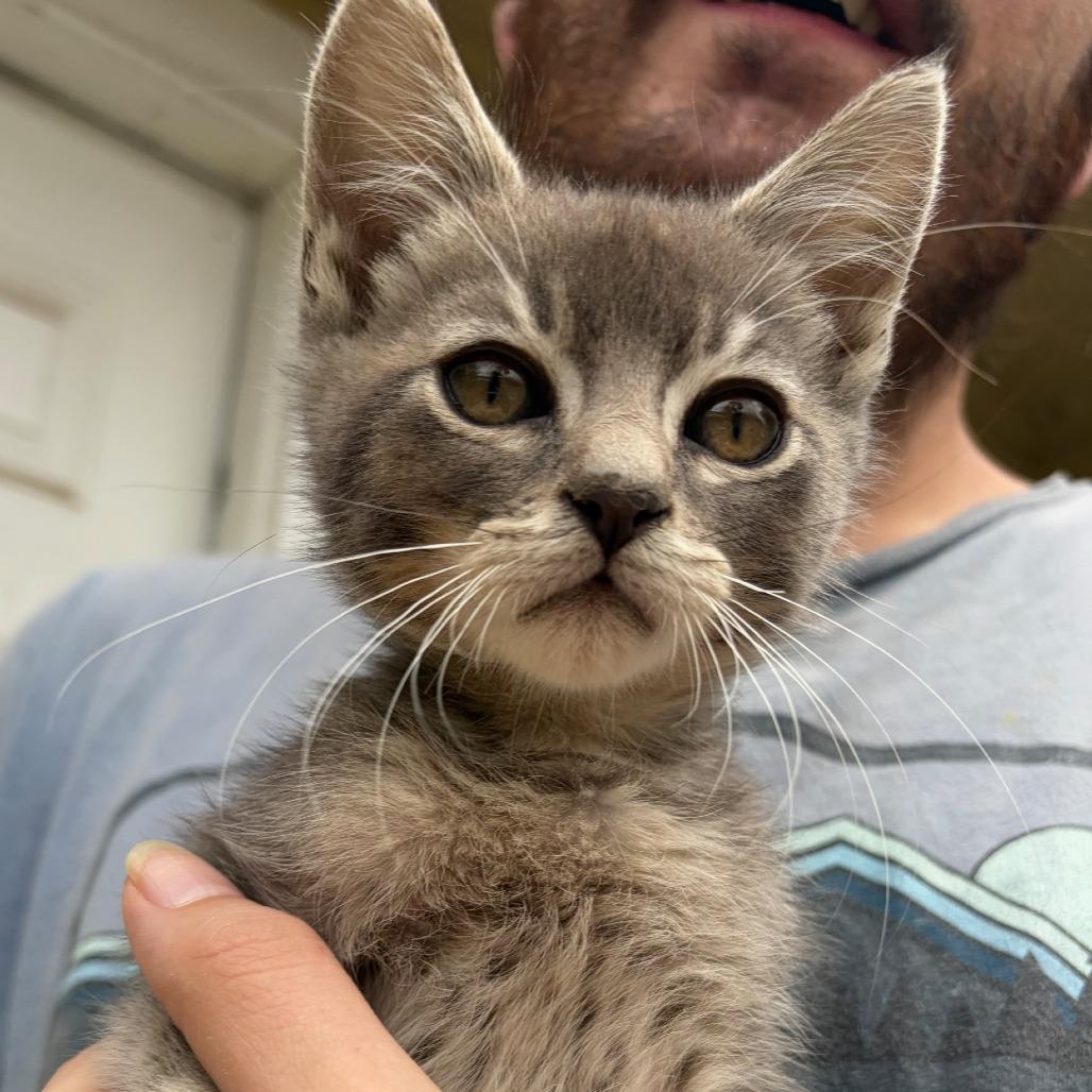 Road Runner, Adoptable, Kitten Male Domestic Short Hair.