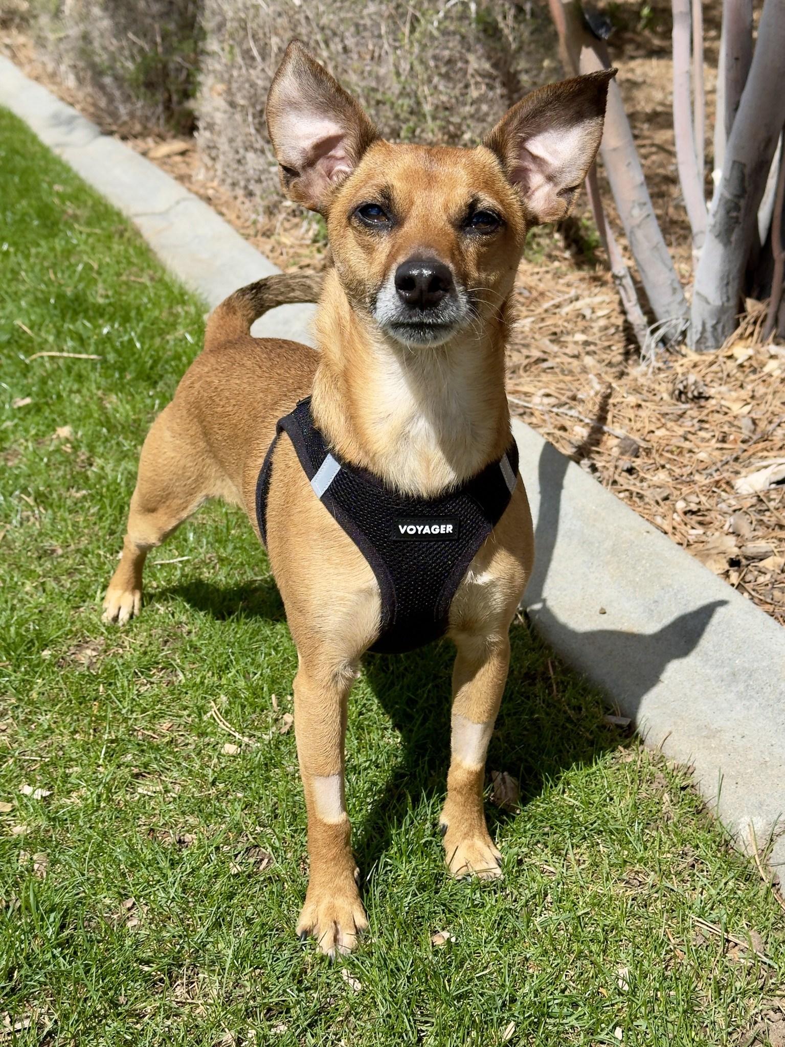 Filbert, adopted, Adult Male Chihuahua.