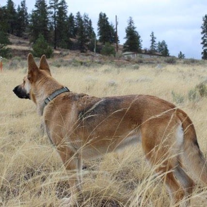 Enlarge Bertie, a Adoptable mixed breed in Spokane, WA image 3/5