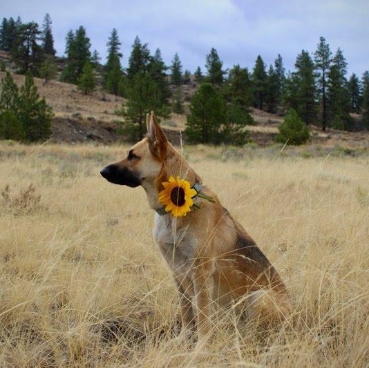 Enlarge Bertie, a Adoptable mixed breed in Spokane, WA image 4/5