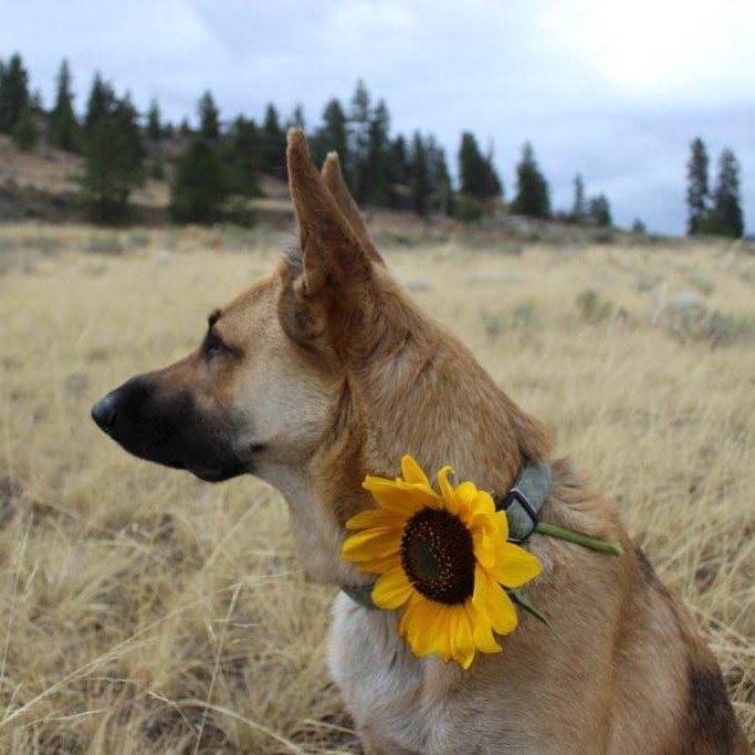 Enlarge Bertie, a Adoptable mixed breed in Spokane, WA image 2/5