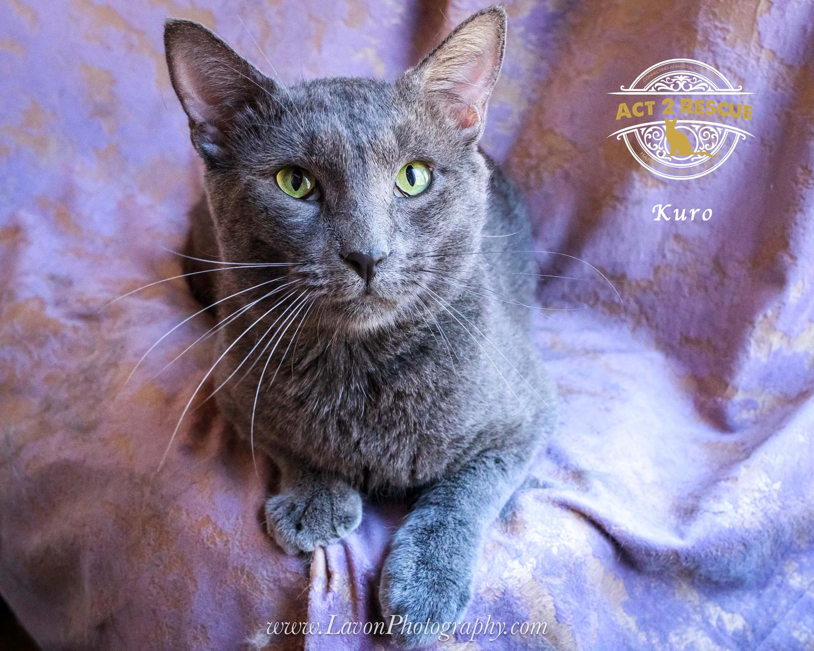 Kuro, Adoptable, Adult Male Russian Blue.