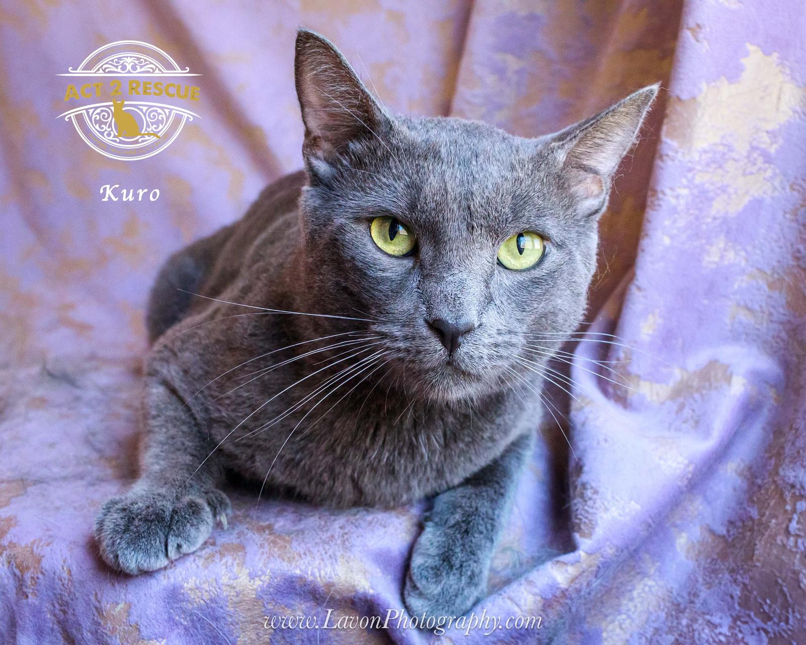 Kuro, a Adoptable Russian Blue in Riverside, CA image 2/2