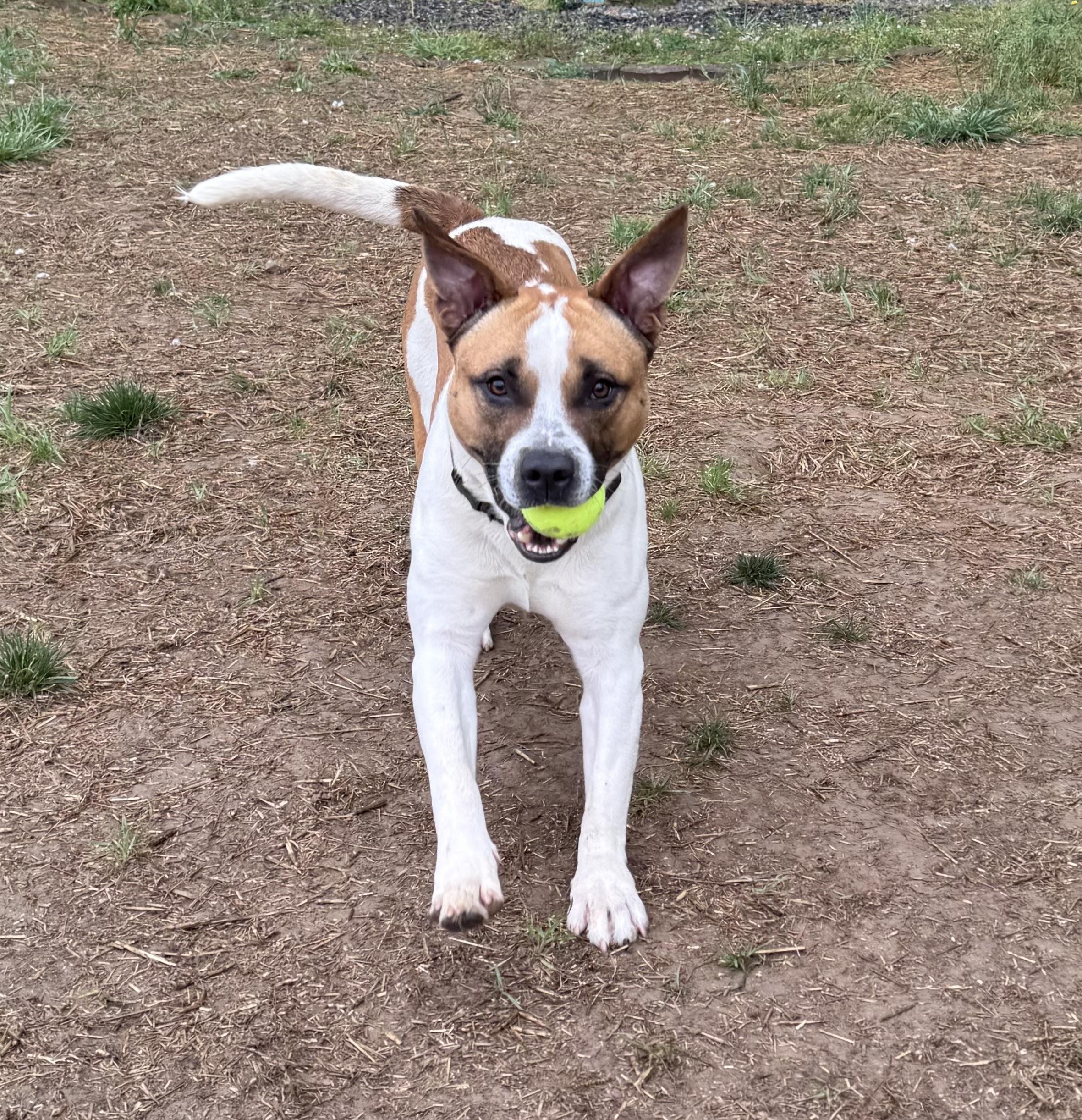 Marcelle Ledbetter, ADOPTABLE, Adult Male Mixed Breed.