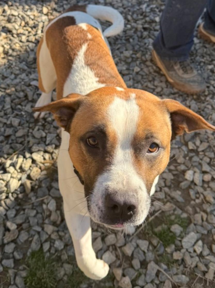 Marcelle Ledbetter, a ADOPTABLE mixed breed in Marshall, NC image 2/6